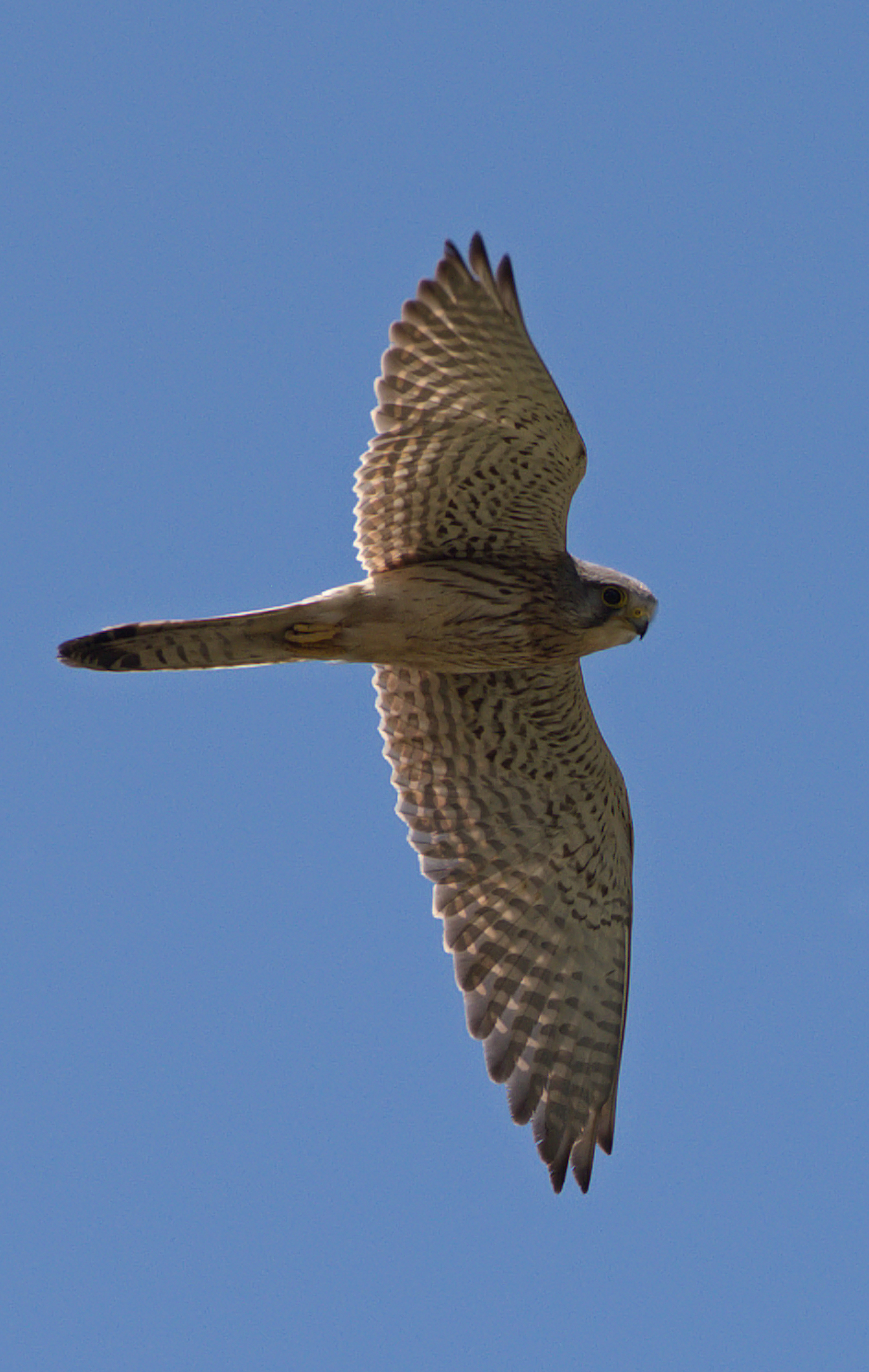 Kestrel
