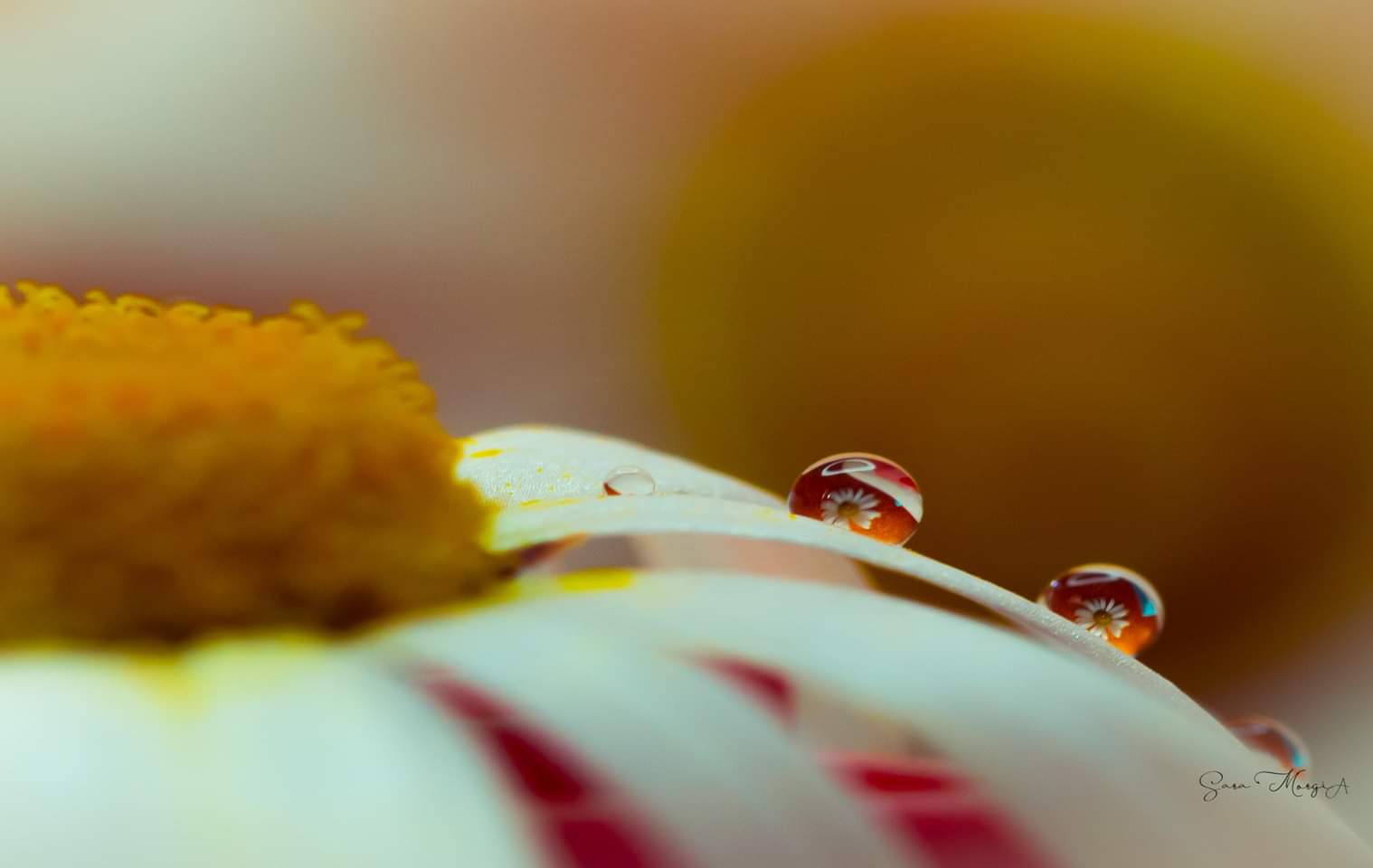 Drops and flowers