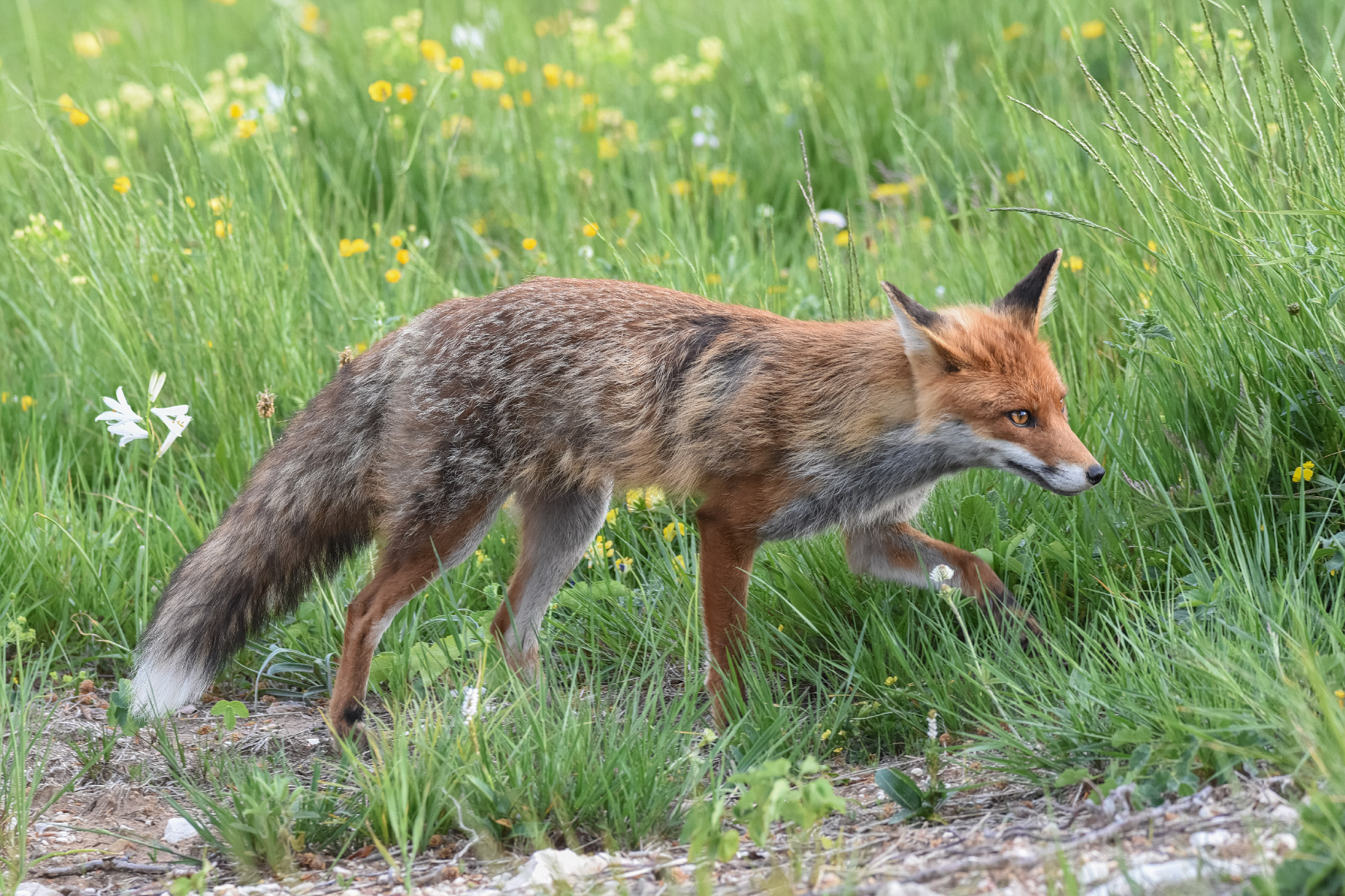 In punta di piedi..... ops.... di zampe