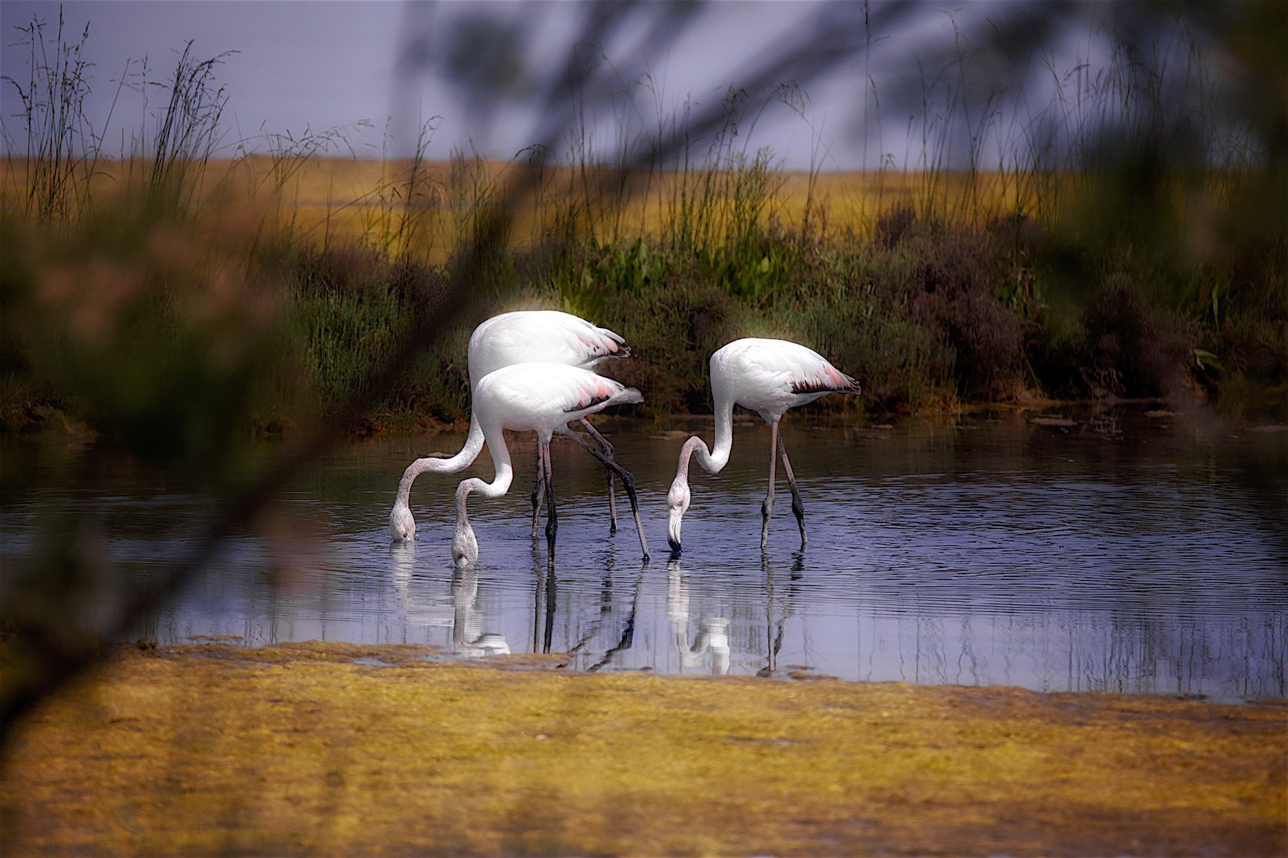 Flamingos in Lio Piccolo