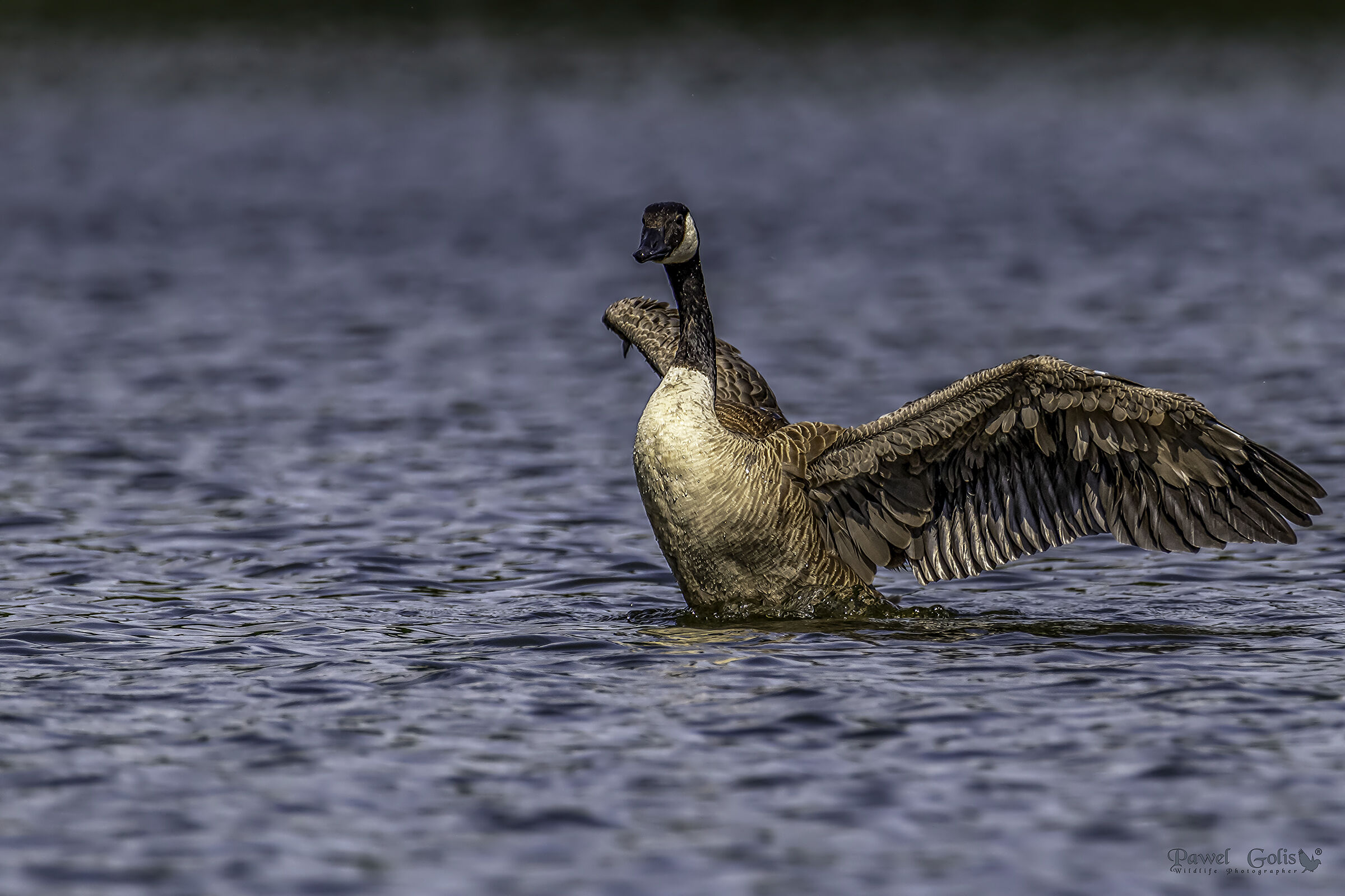 Oca canadese (Branta canadensis)