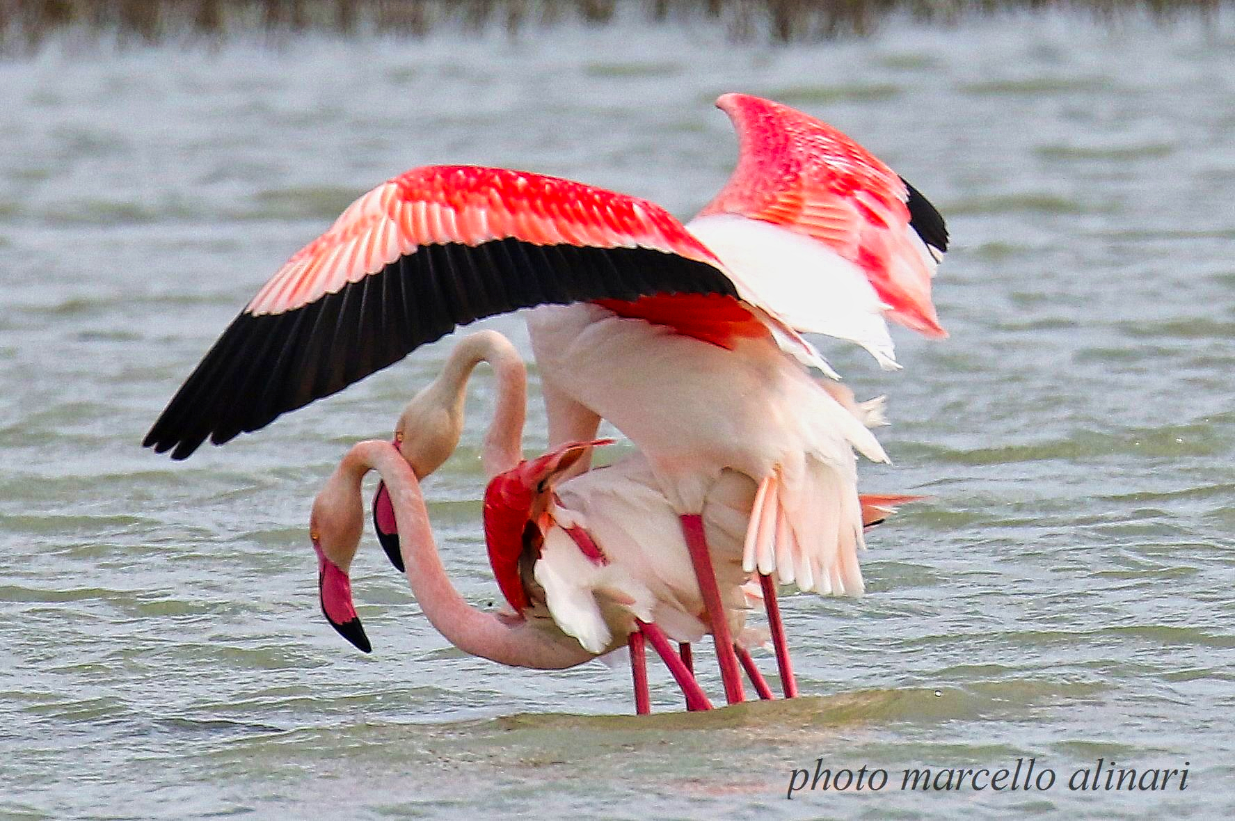 Accoppiamento fenicotteri rosa (adulti)