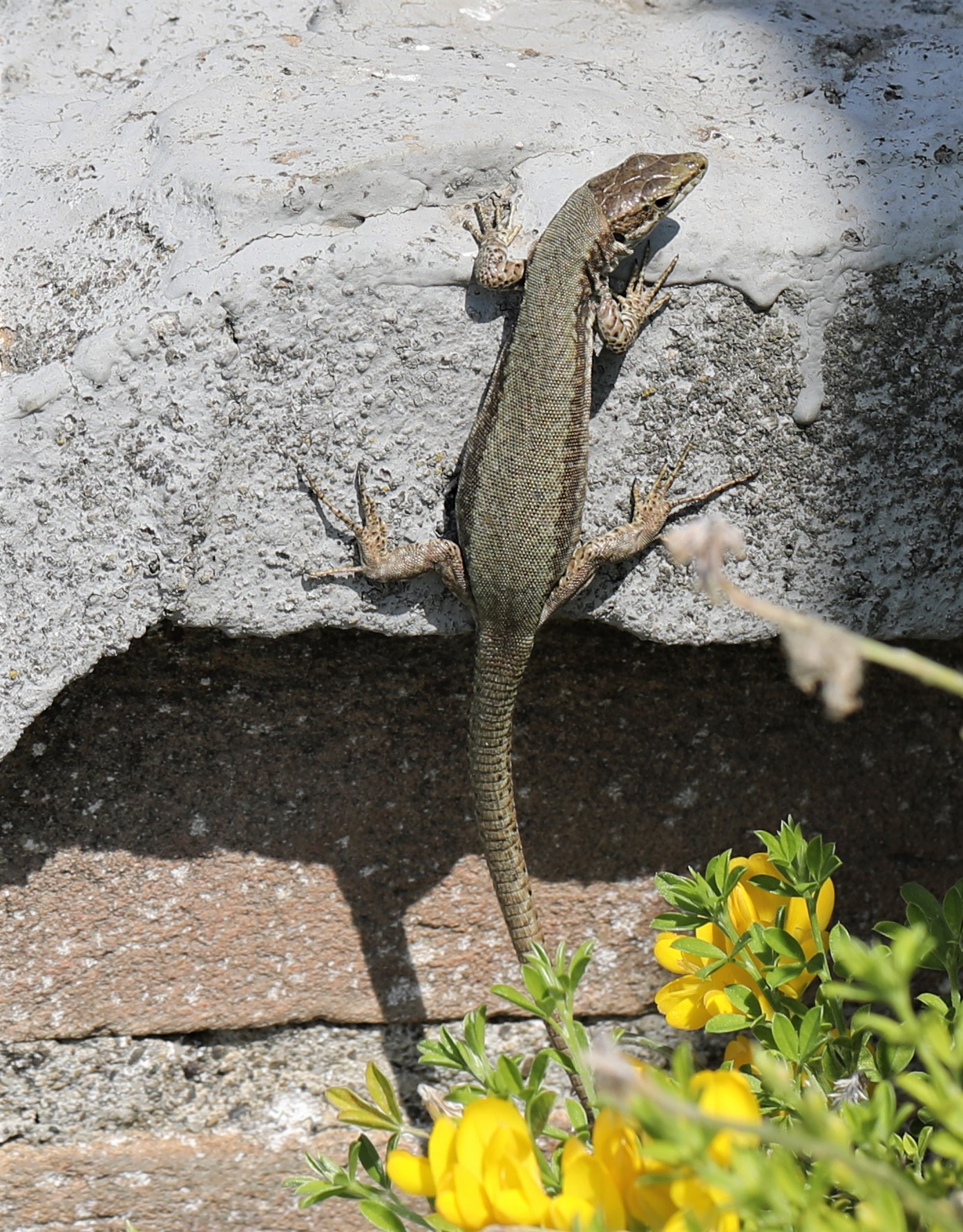 Lizard