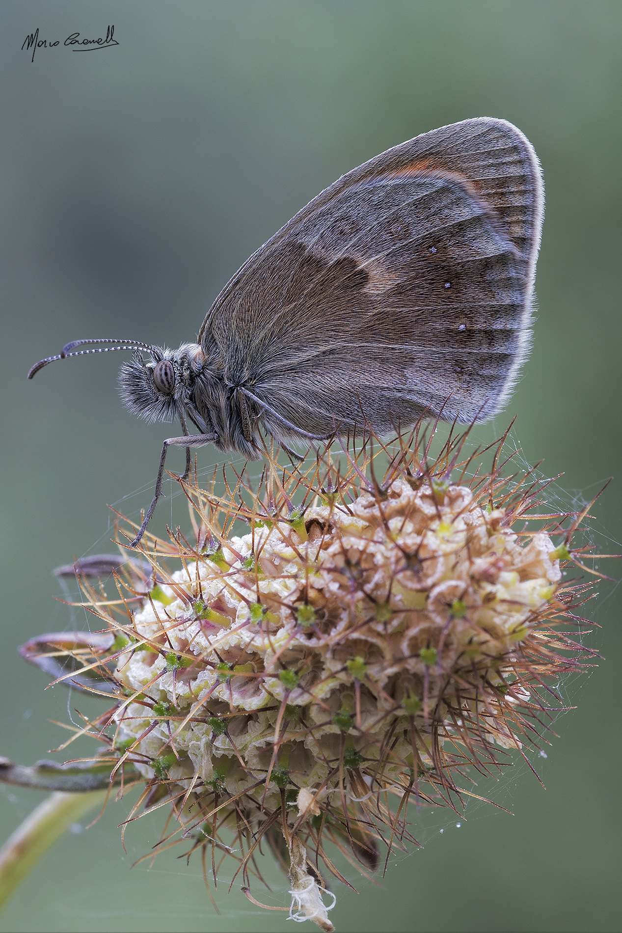 Coenonympha pamphilus