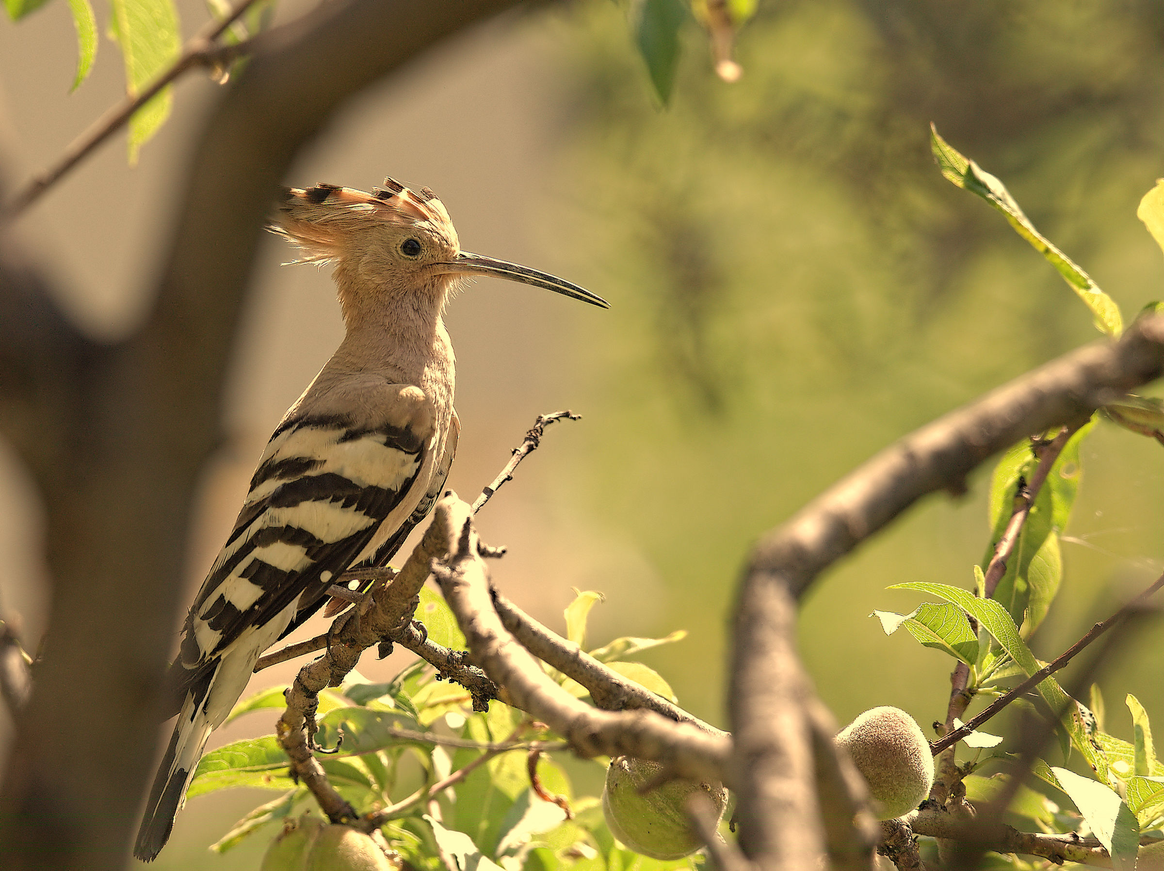 Hoopoe