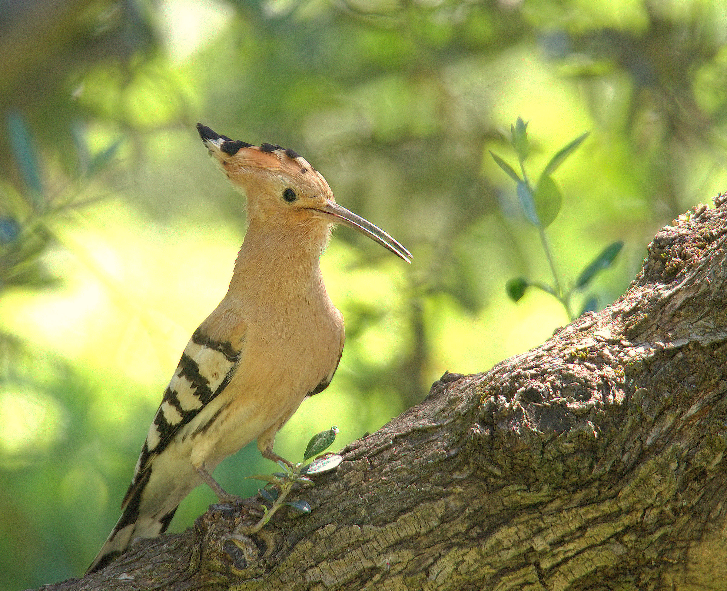 Hoopoe