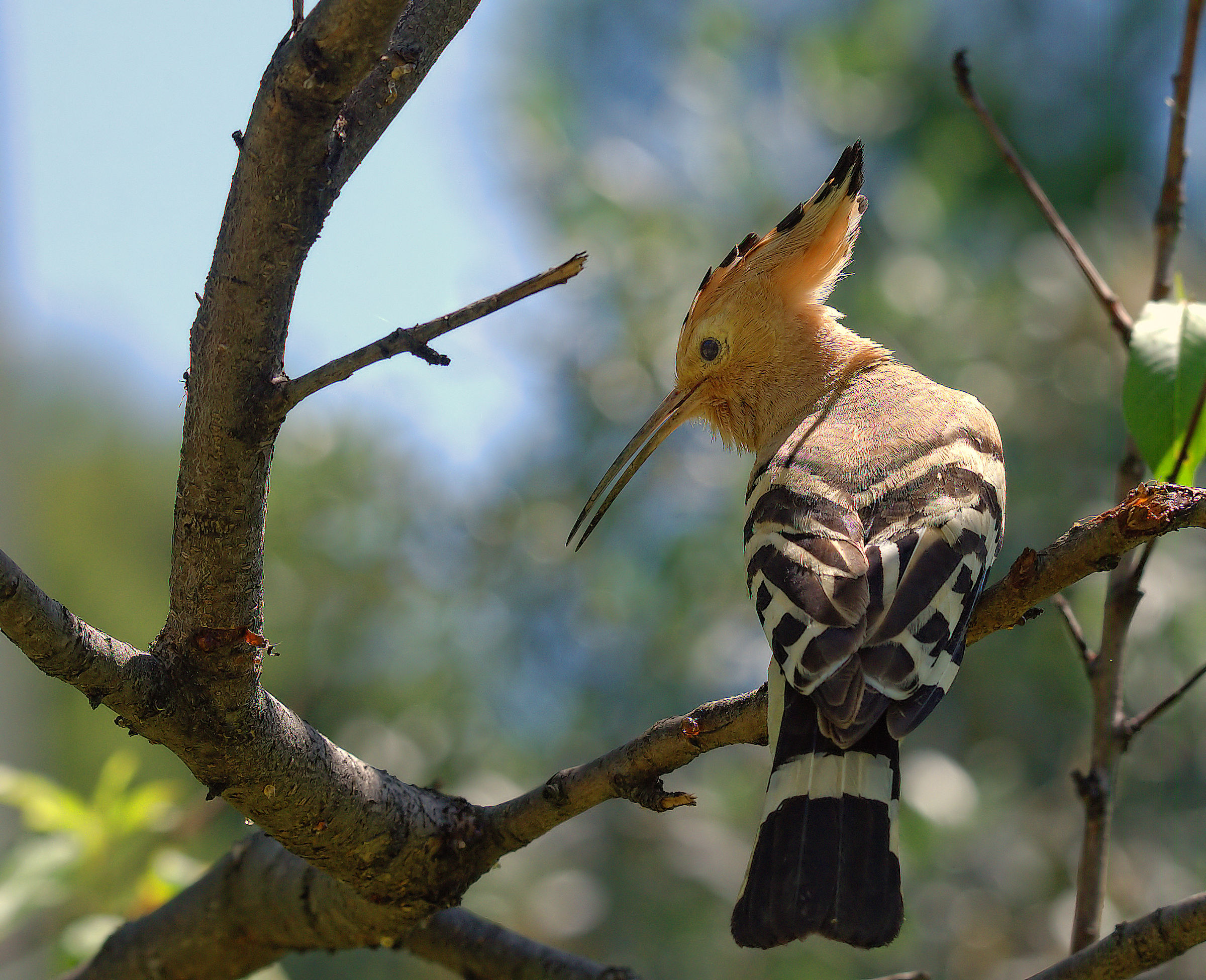 Hoopoe