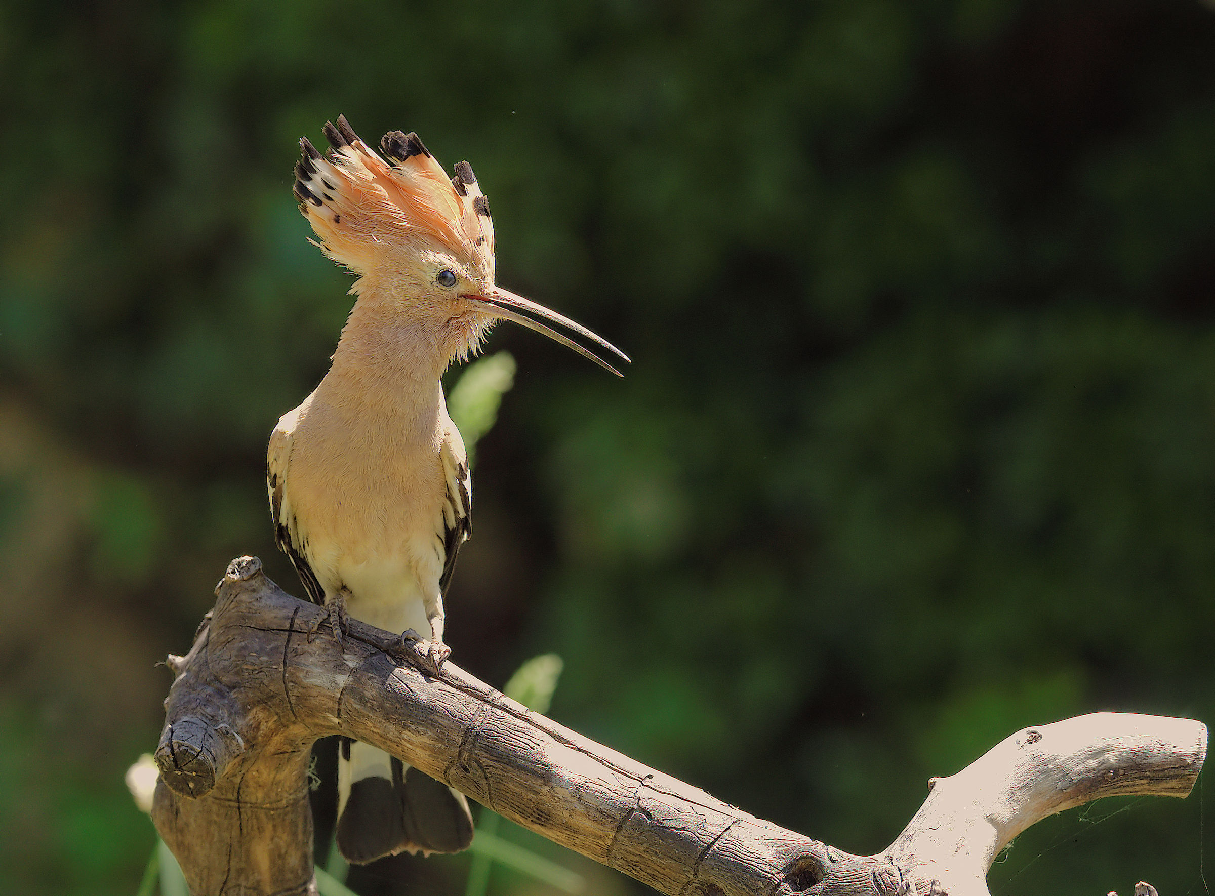 Hoopoe
