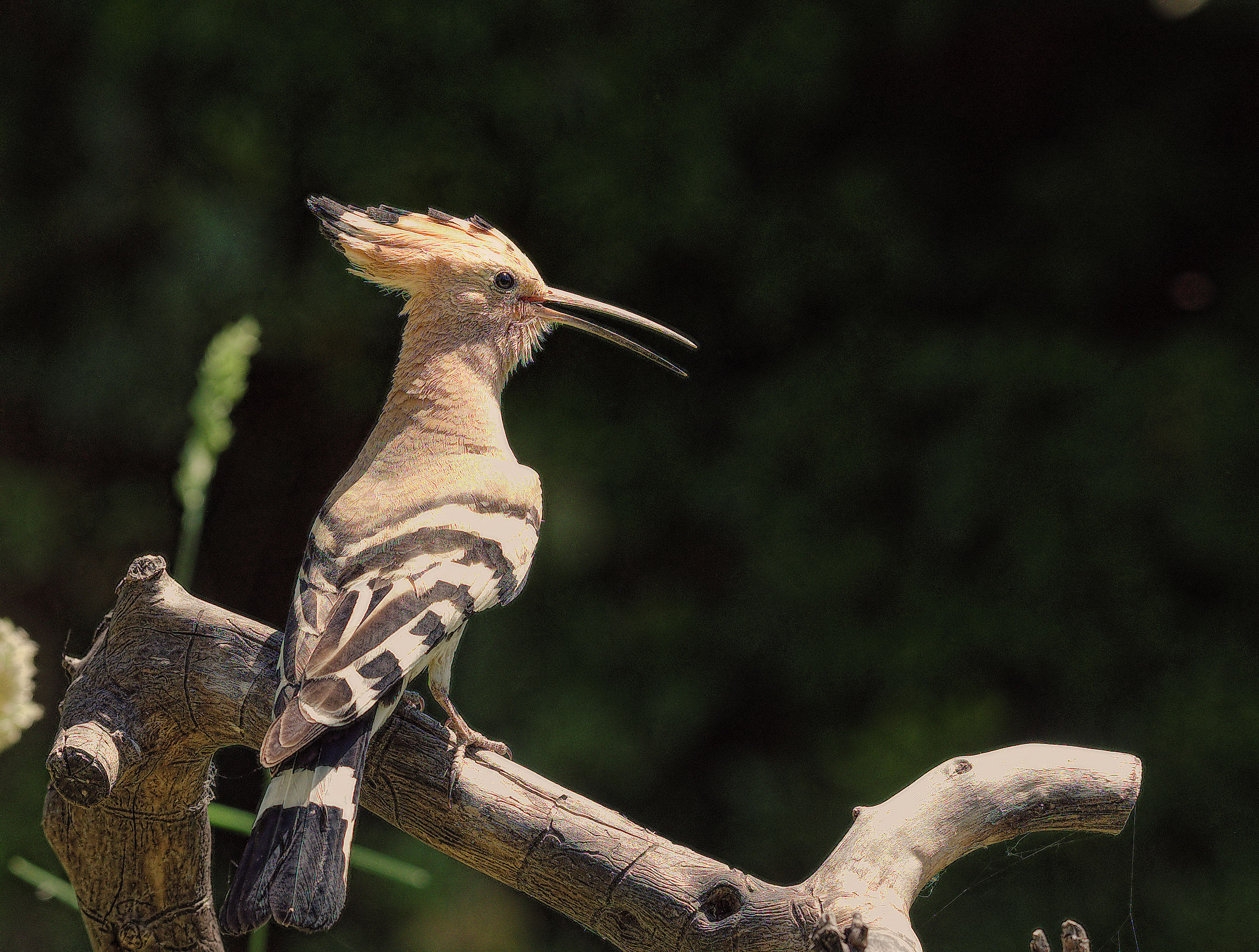 Hoopoe