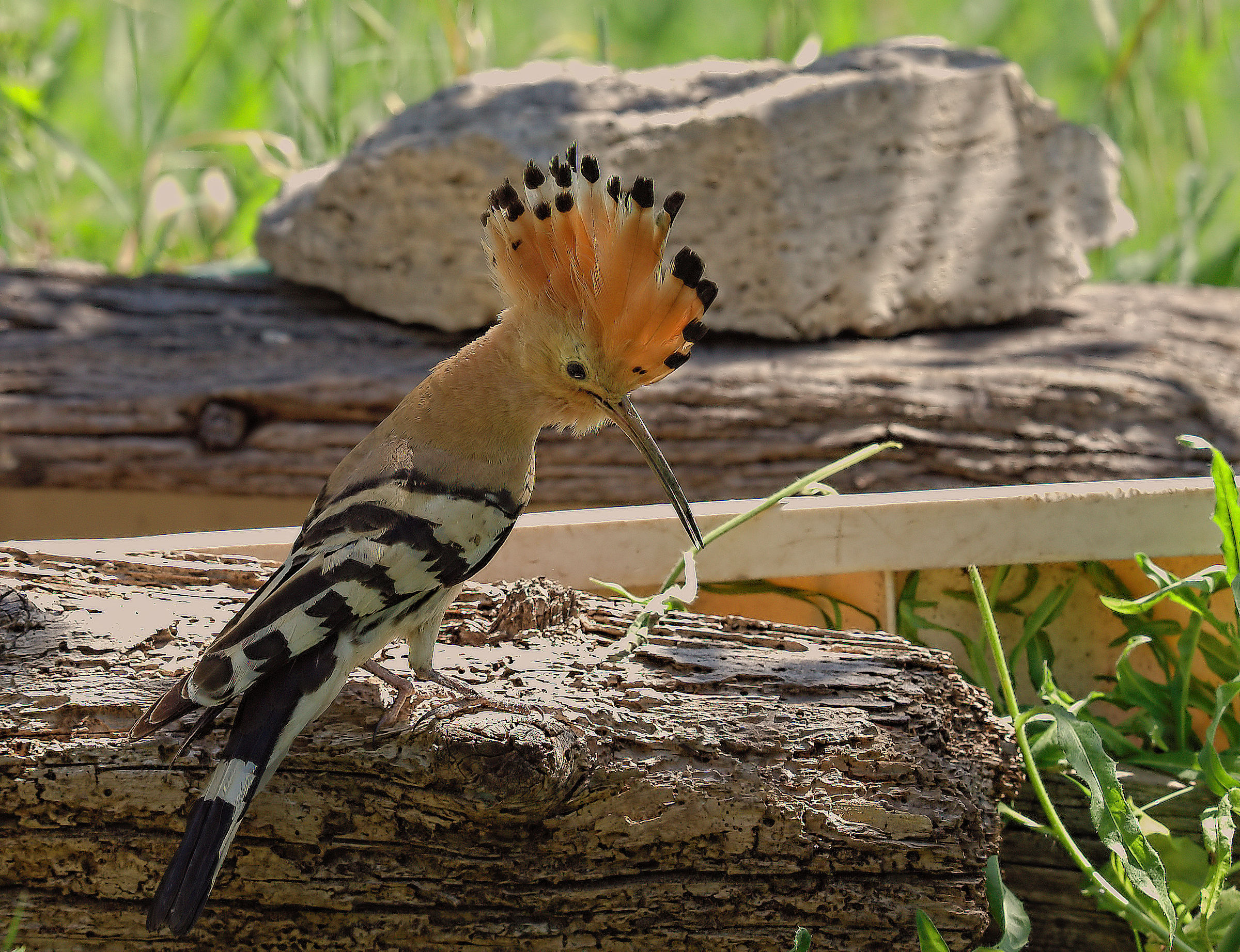 Hoopoe