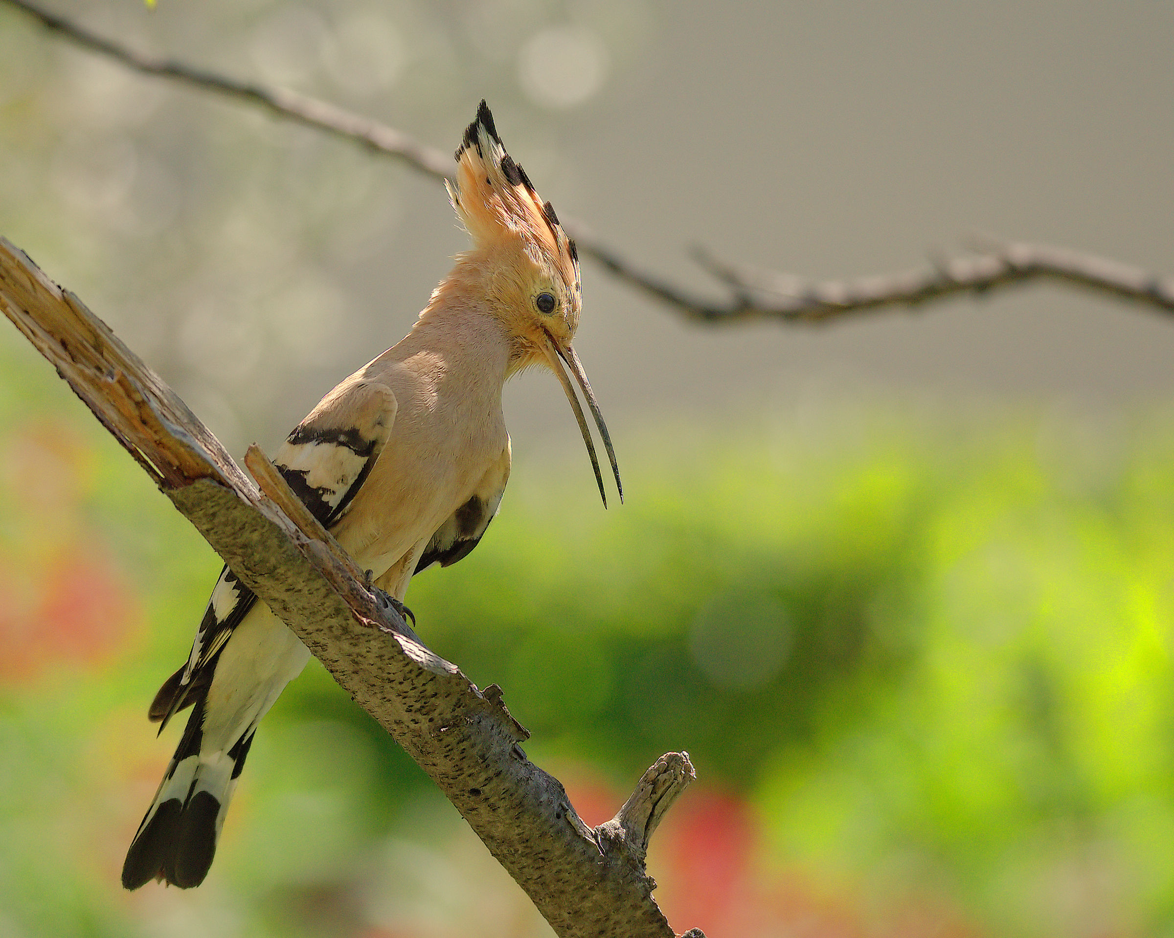 Hoopoe