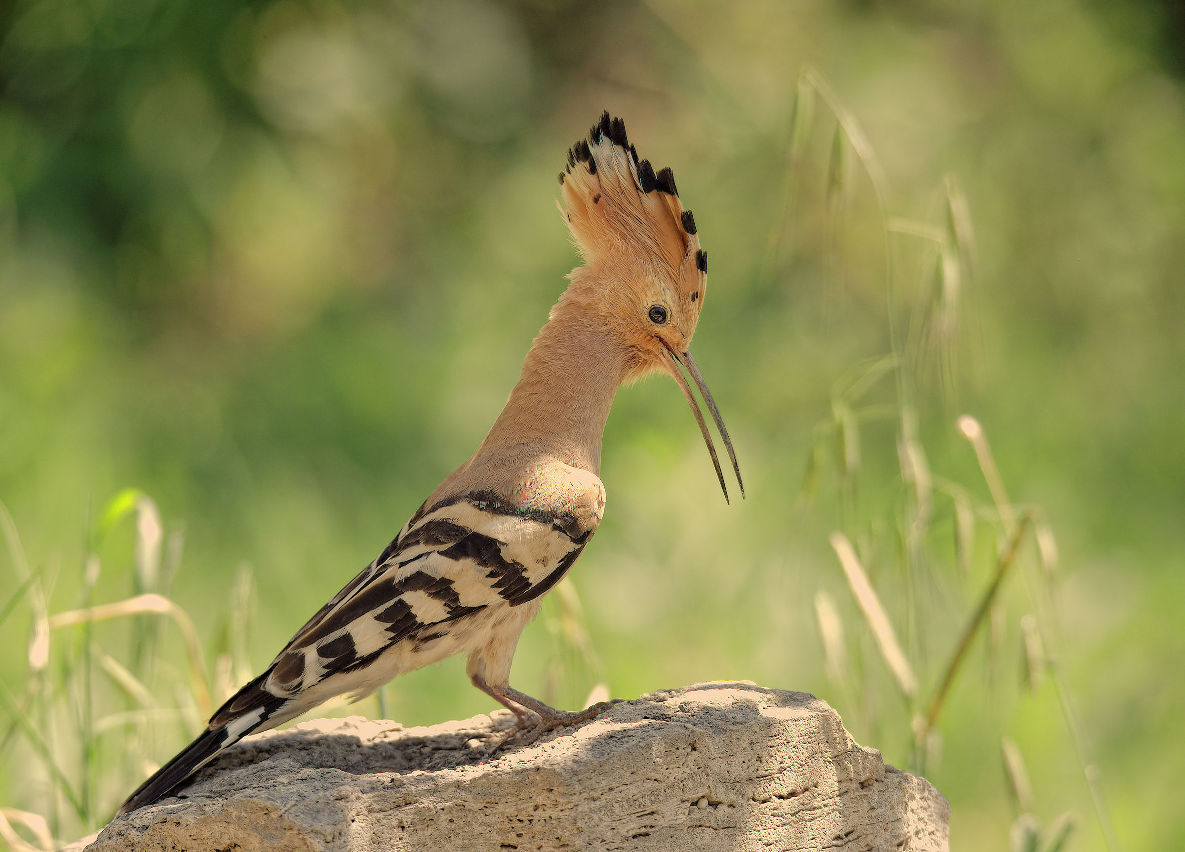 Hoopoe