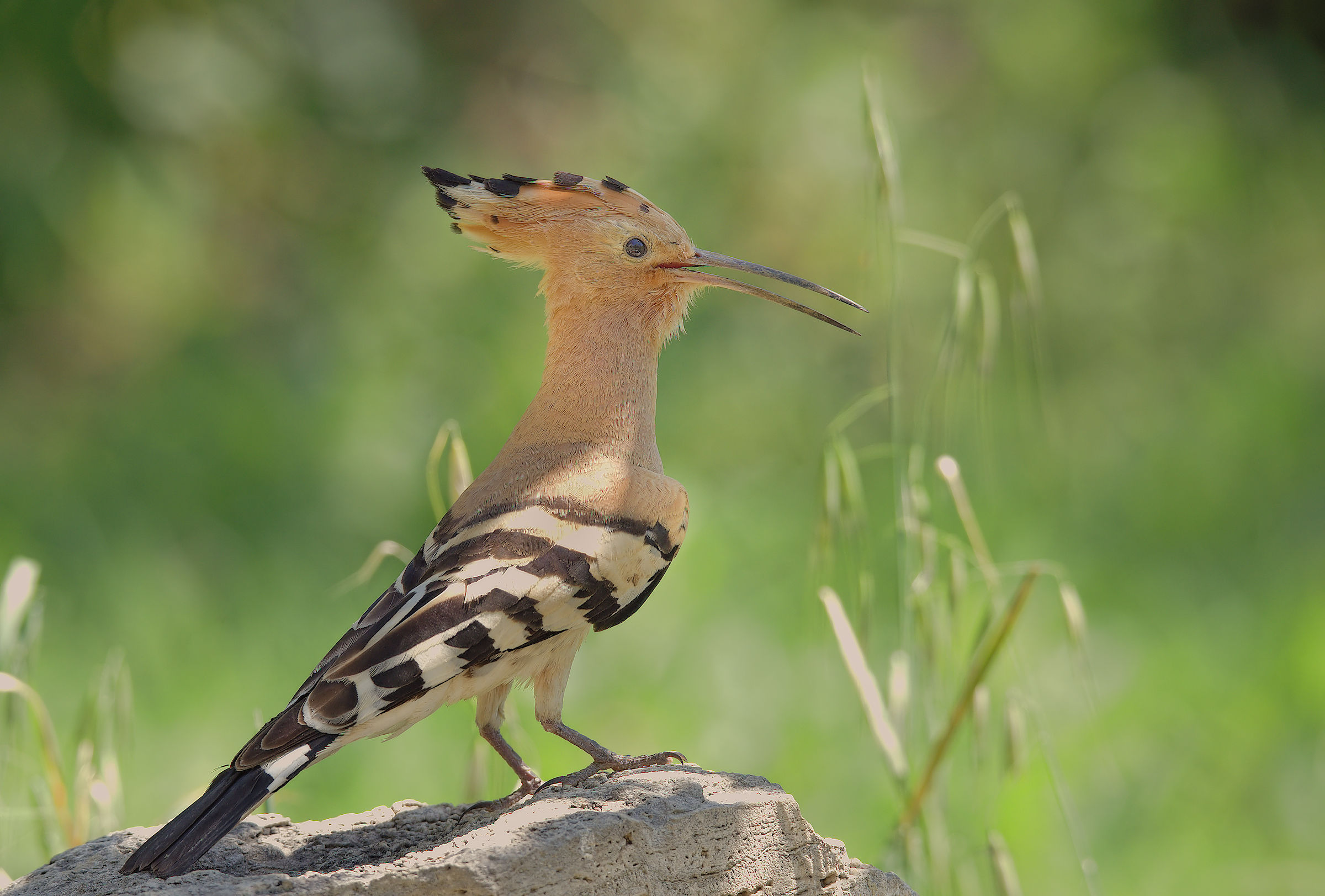Hoopoe