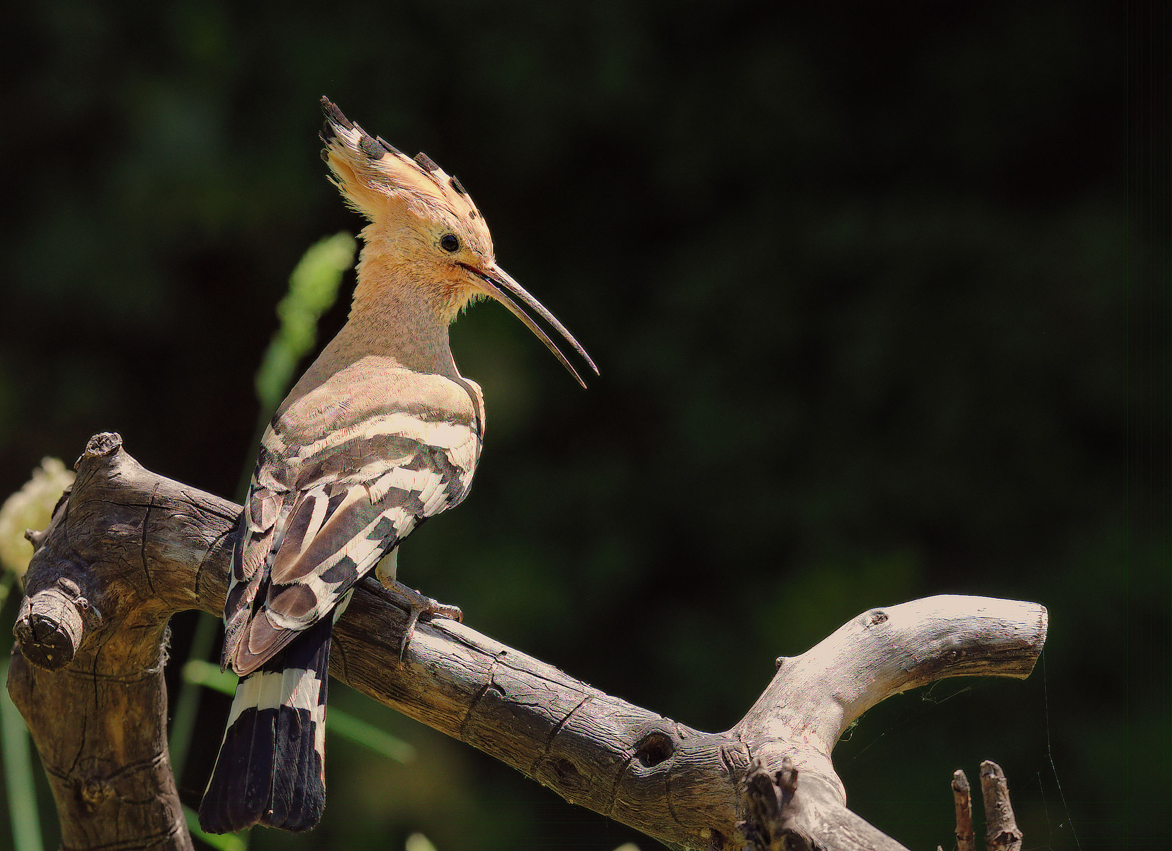 Hoopoe