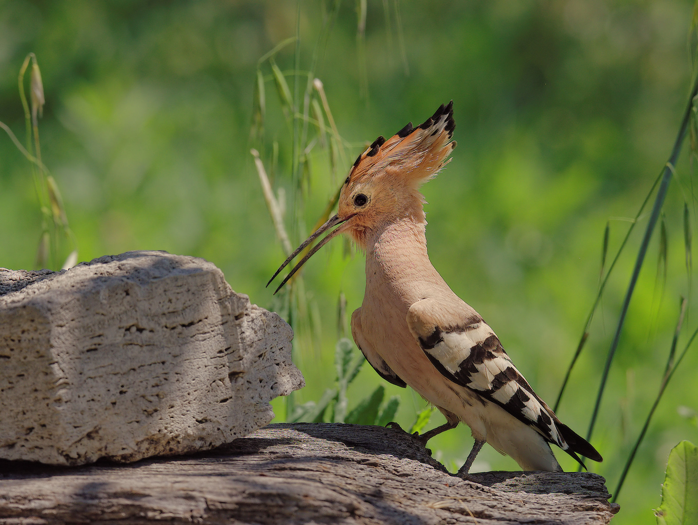 Hoopoe