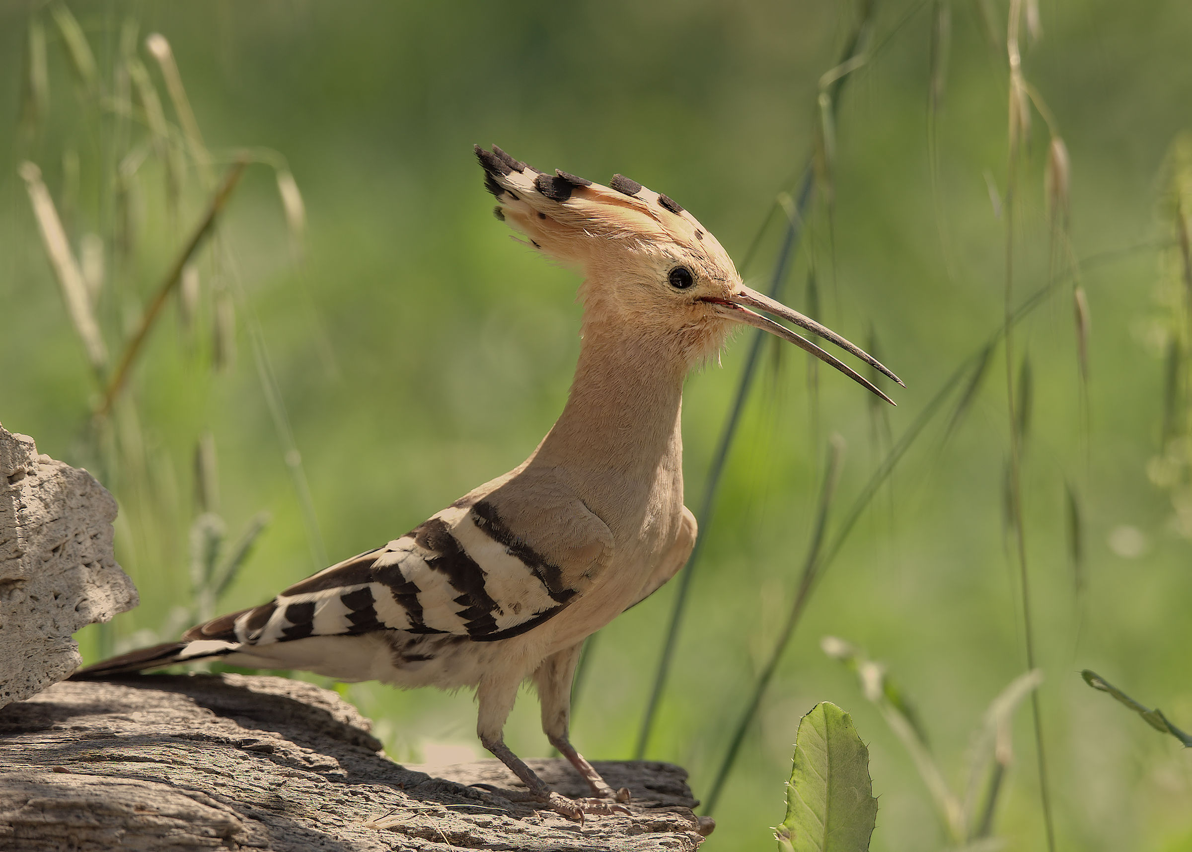 Hoopoe