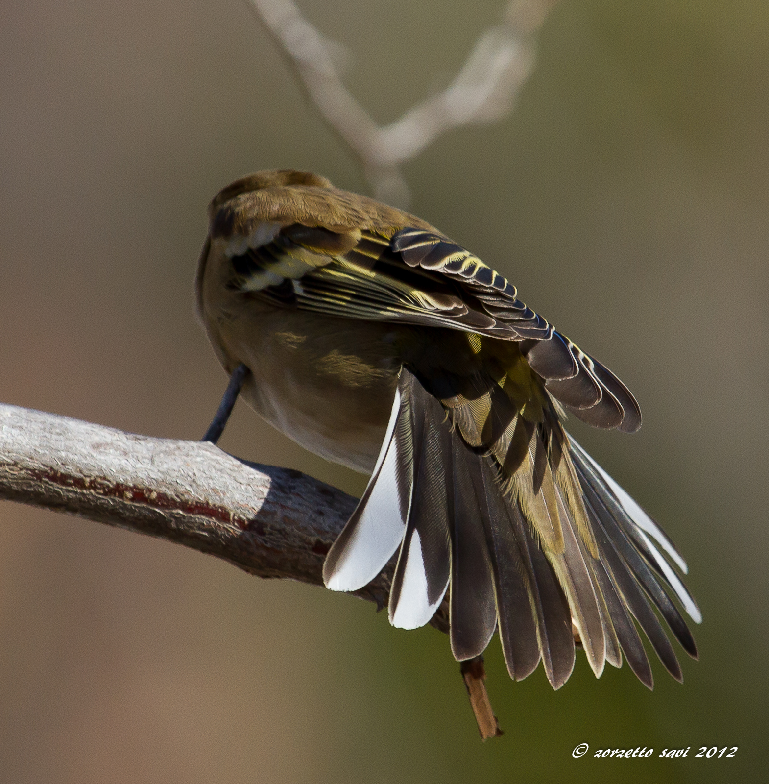 finch female stiracchiamento