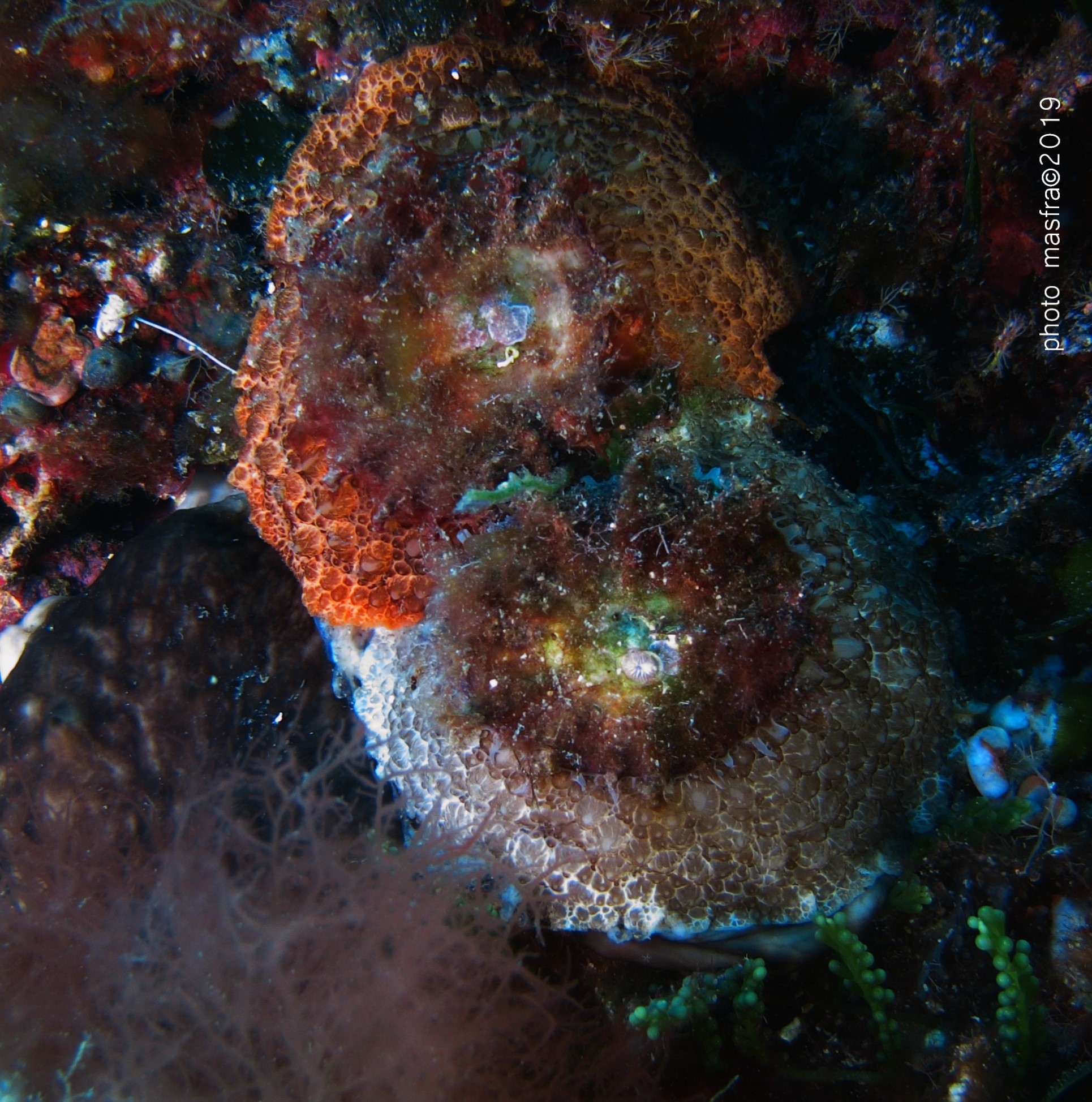 Umbraculum umbraculum pairing