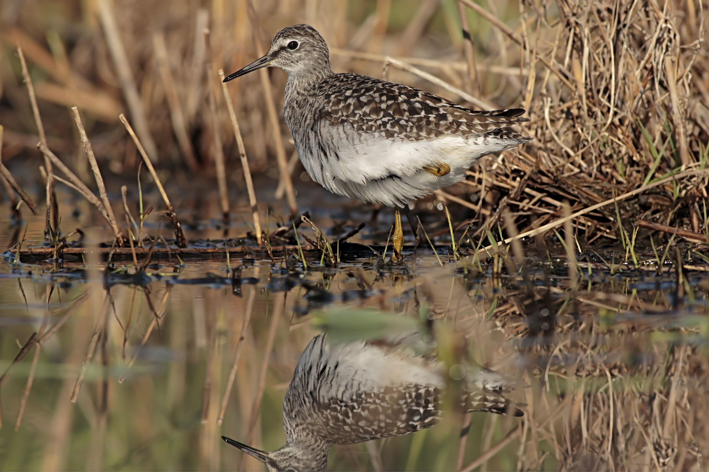 Piro Piro Boschereccio