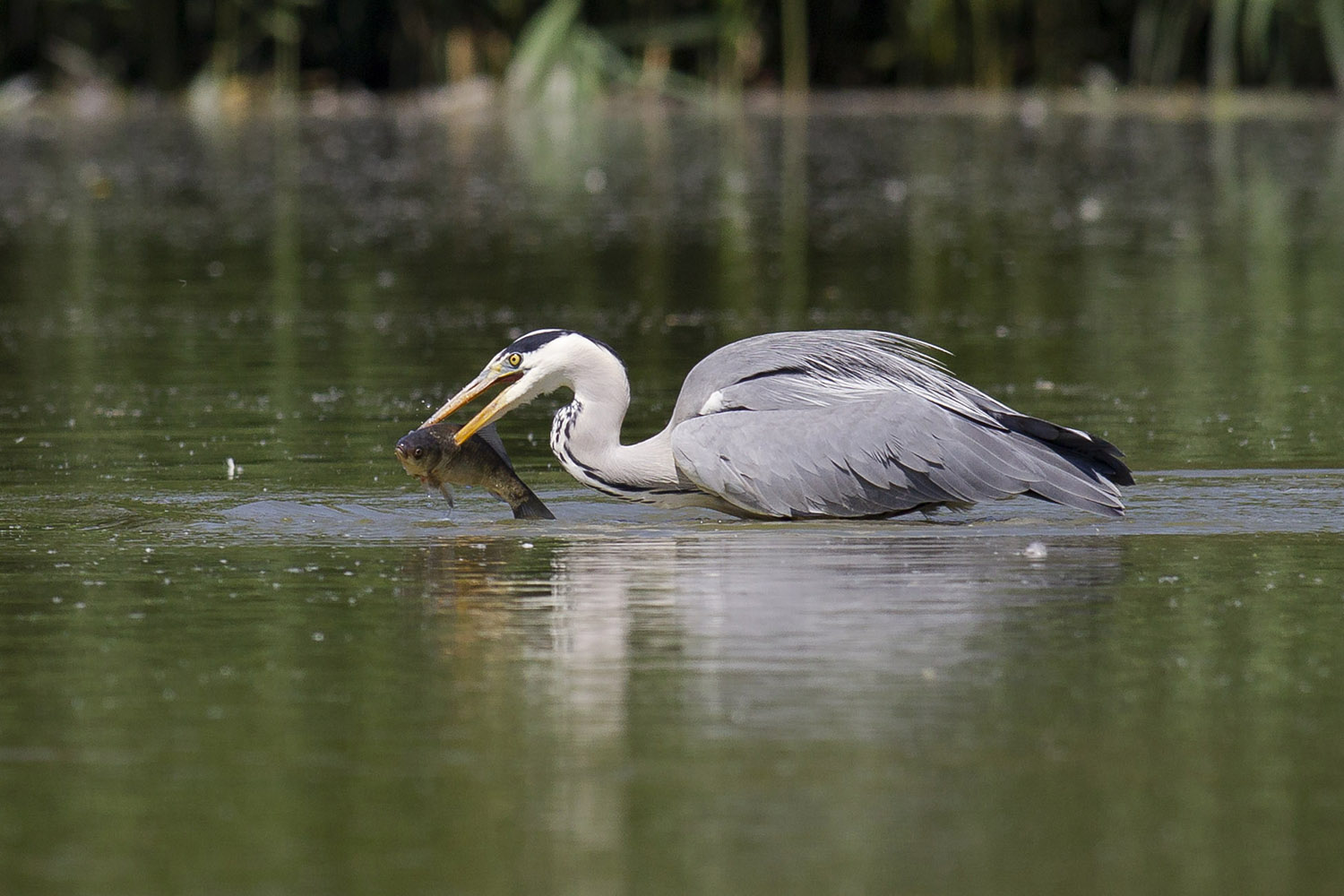 Cinerino on the hunt