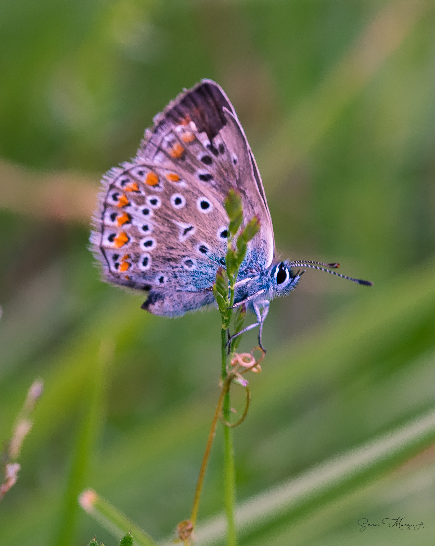 Poshy Butterfly, New T.K.