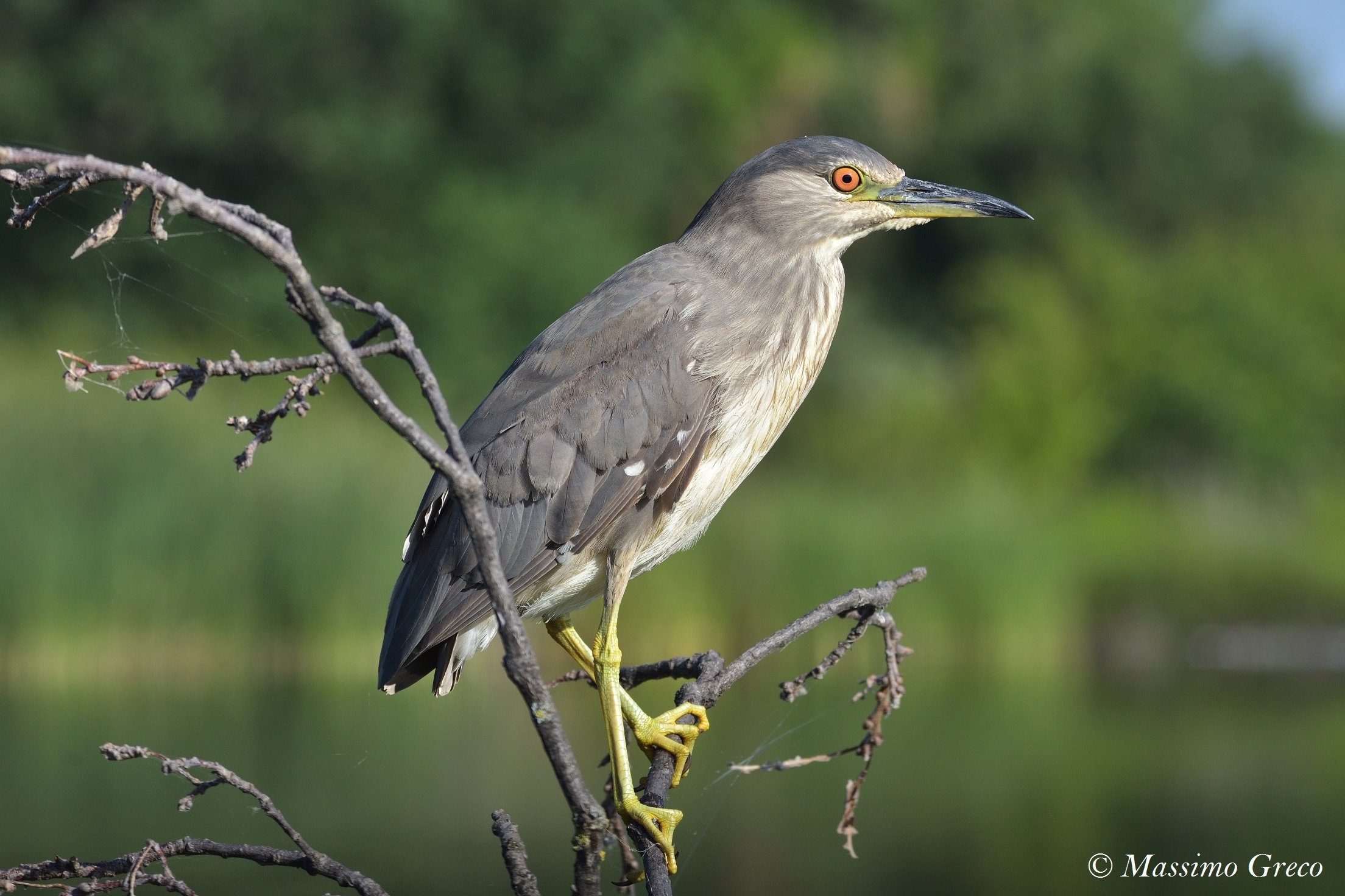 Nitticora (Nycticorax nycticorax)