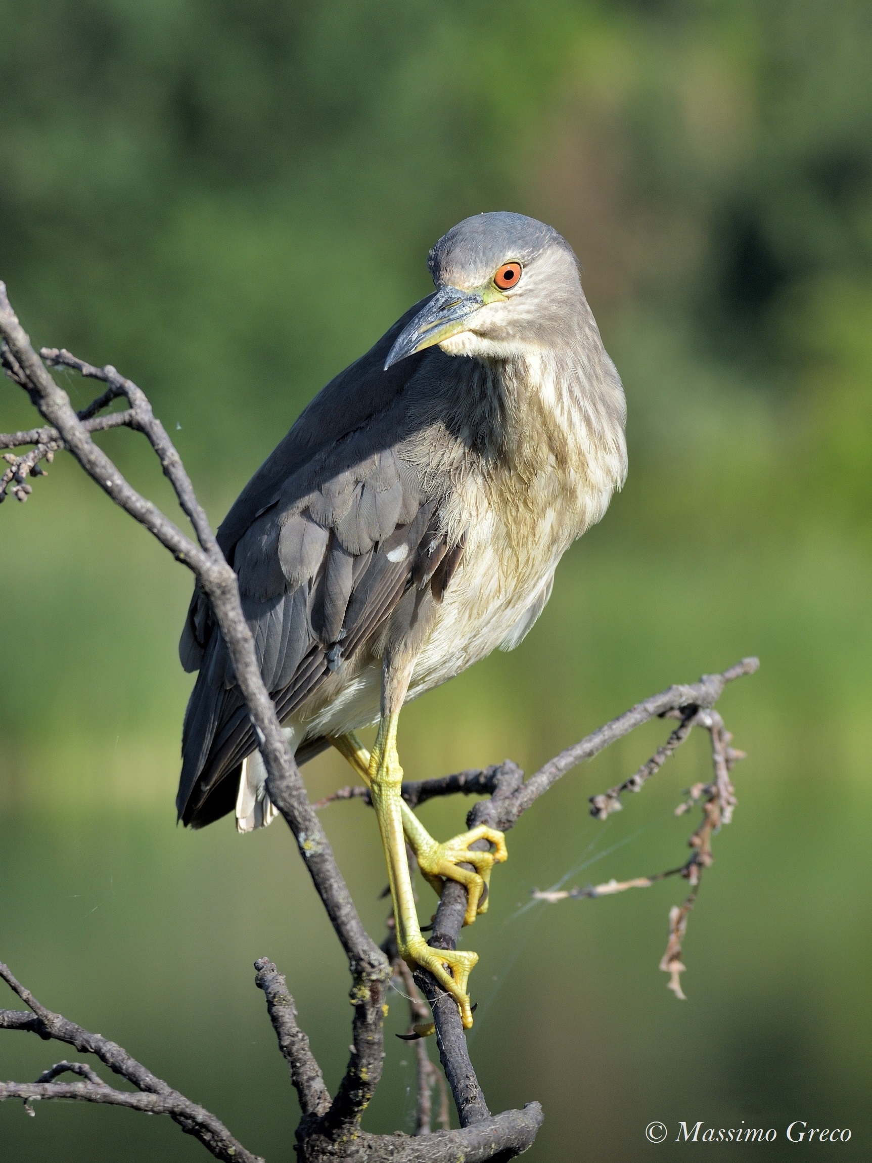 Nitticora (Nycticorax nycticorax)
