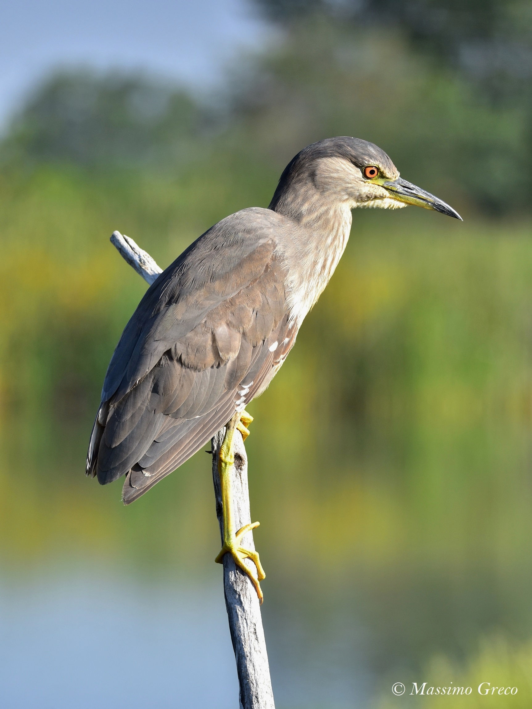 Nitticora (Nycticorax nycticorax)