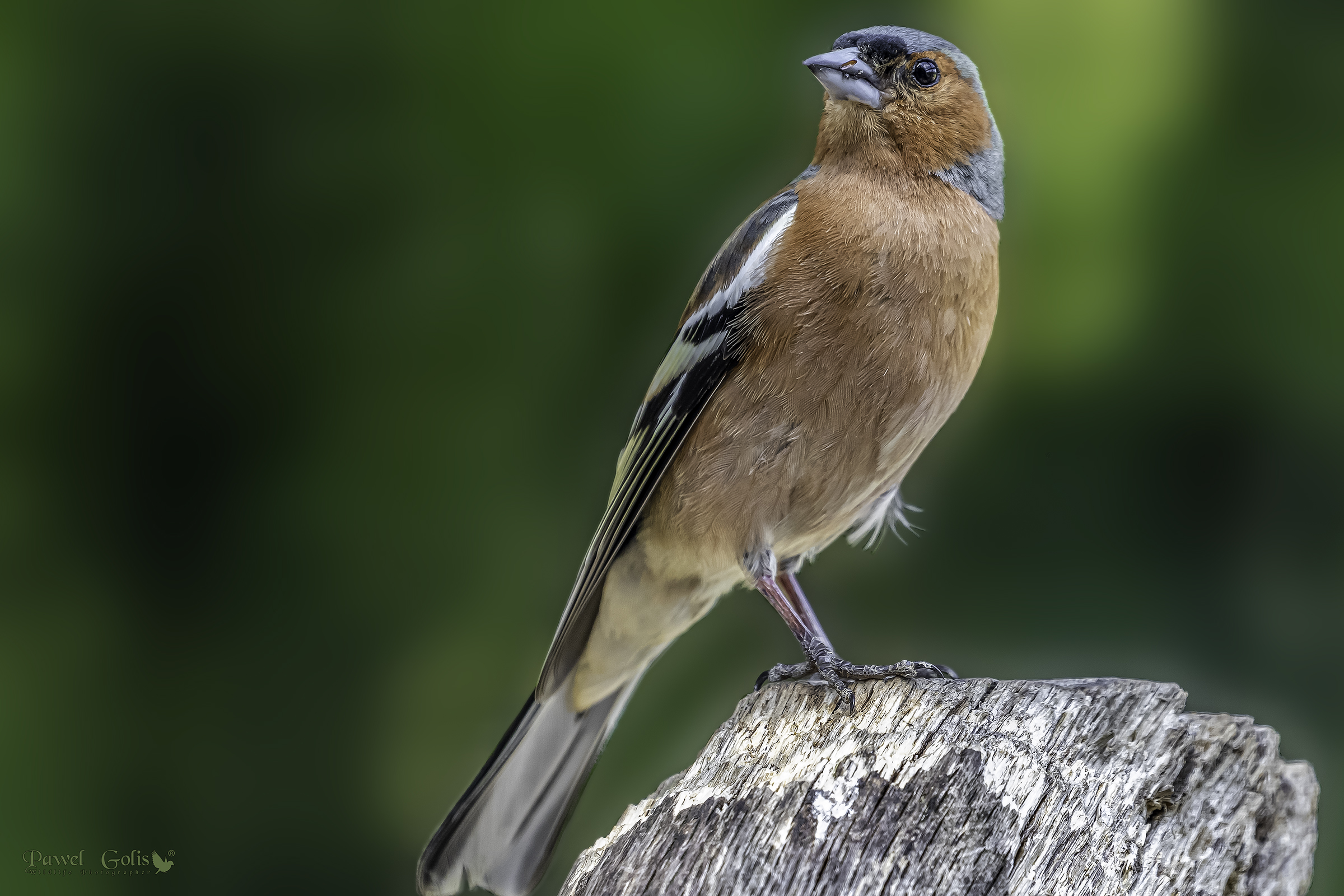 Chaffinch comune (Fringilla coelebs)