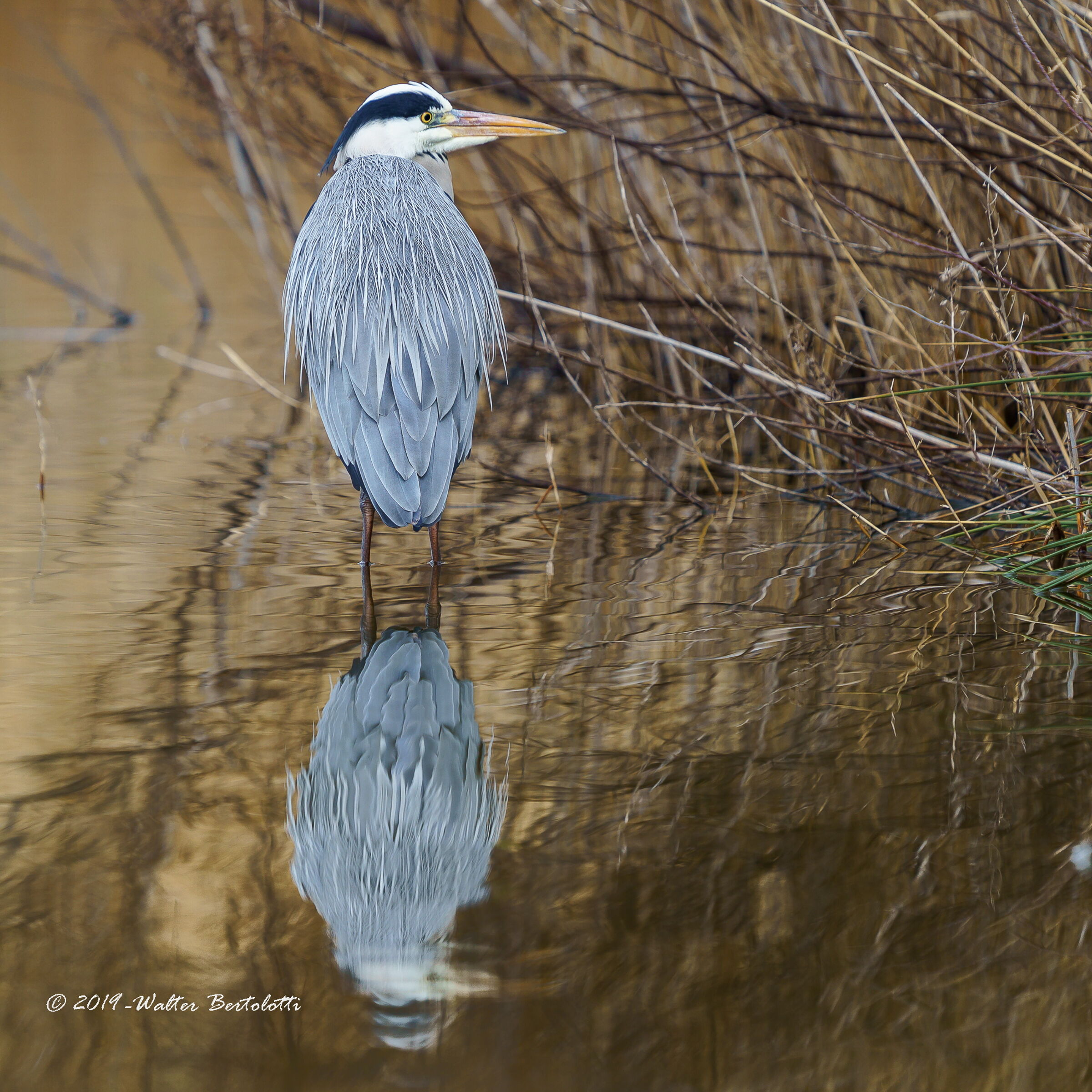 life in the reed - ash heron
