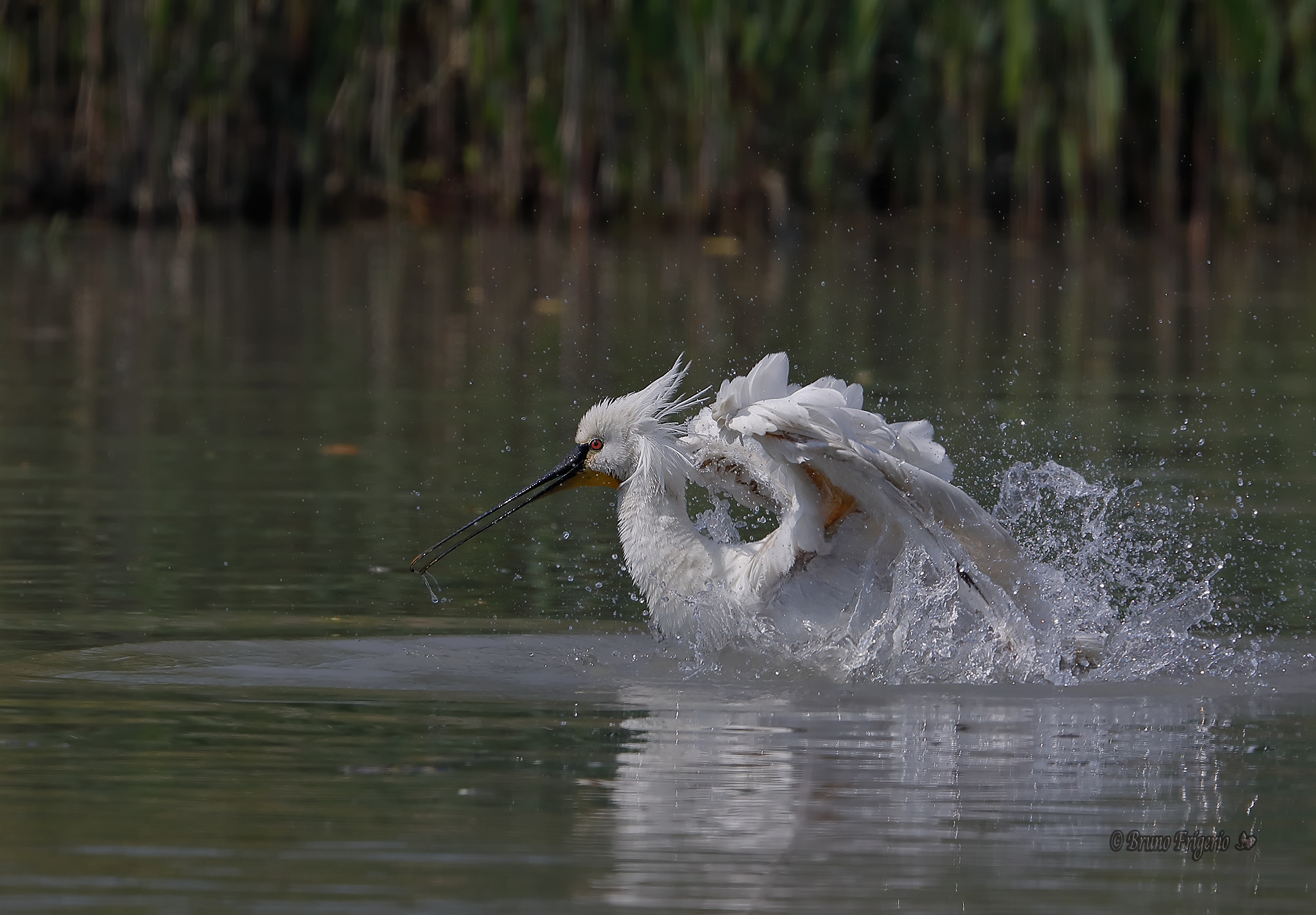 il bagnetto della spatola