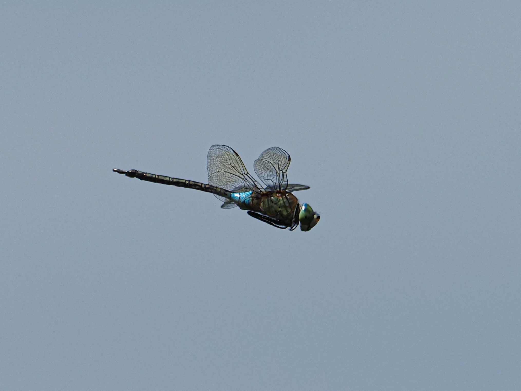Dragonfly