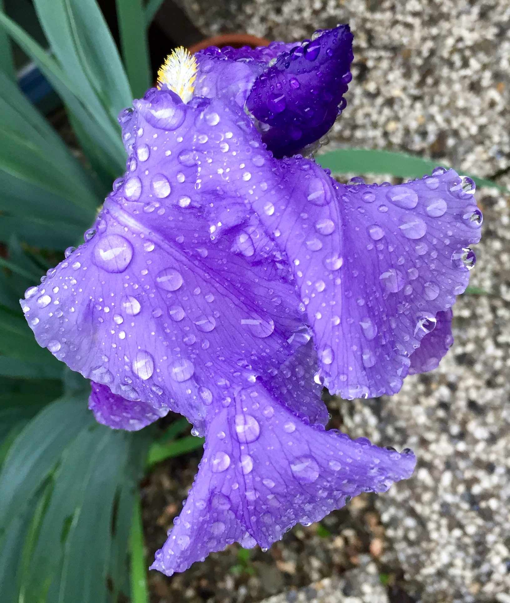 Iris