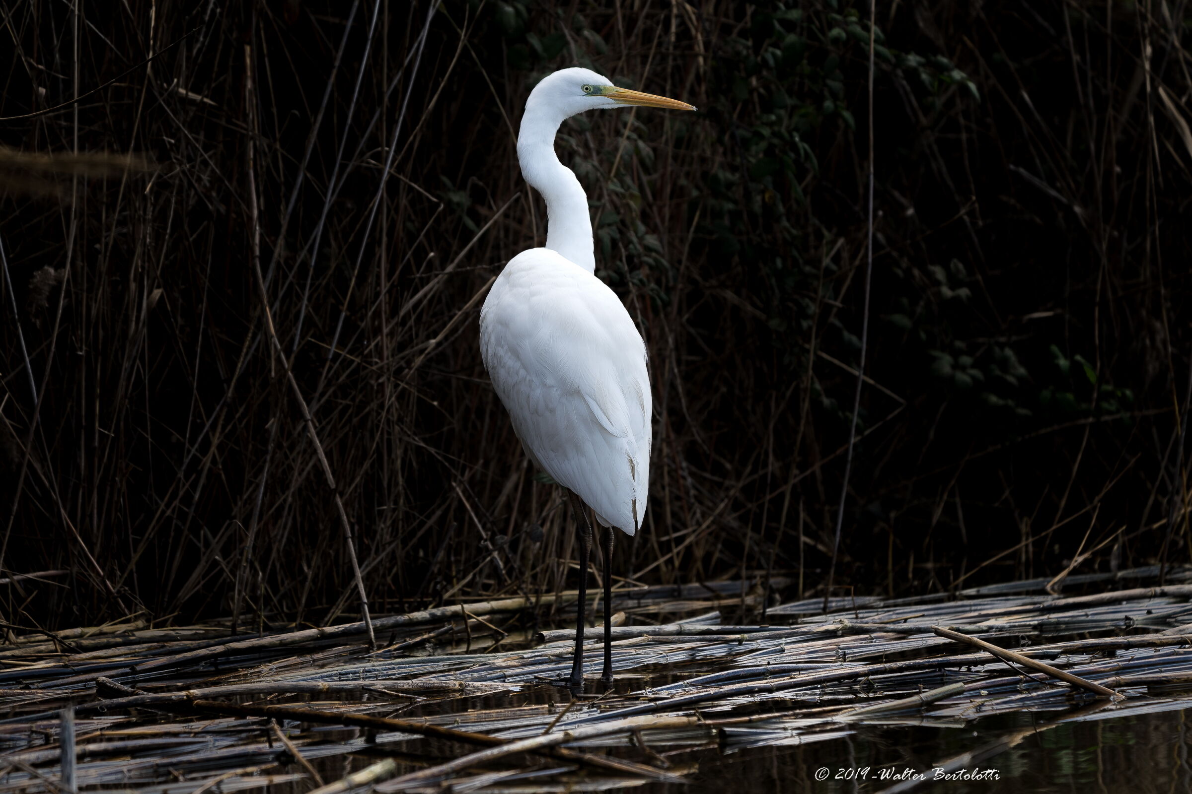 white in the shadows