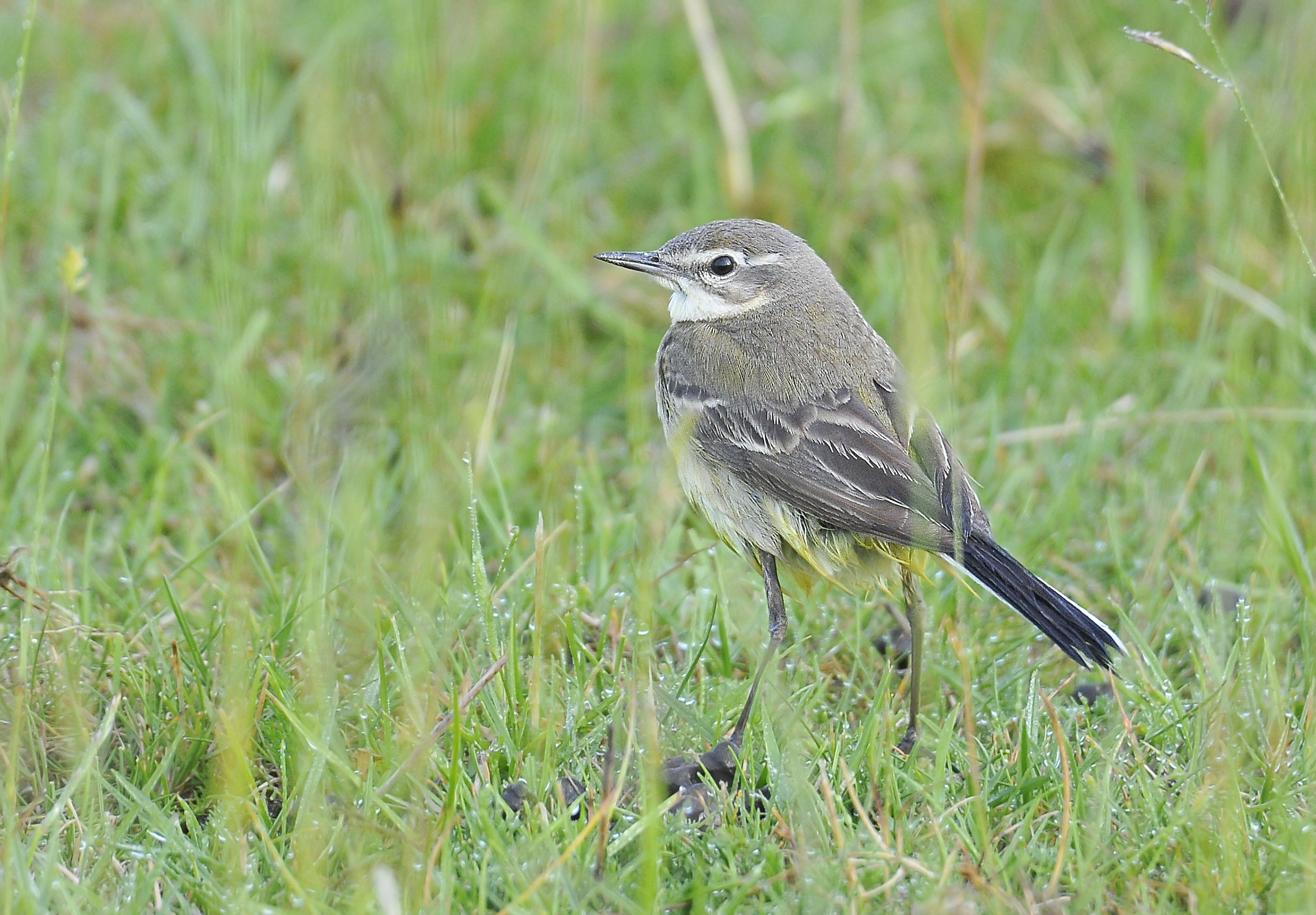 Cutrettola (Yellow wagtail)