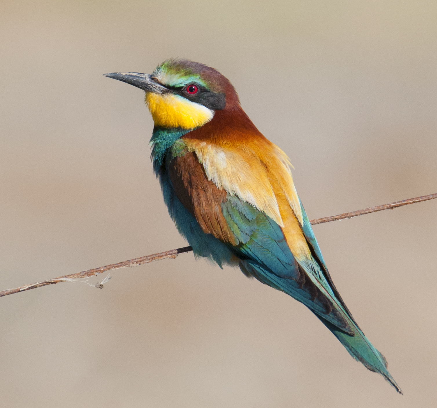 Bee-eater