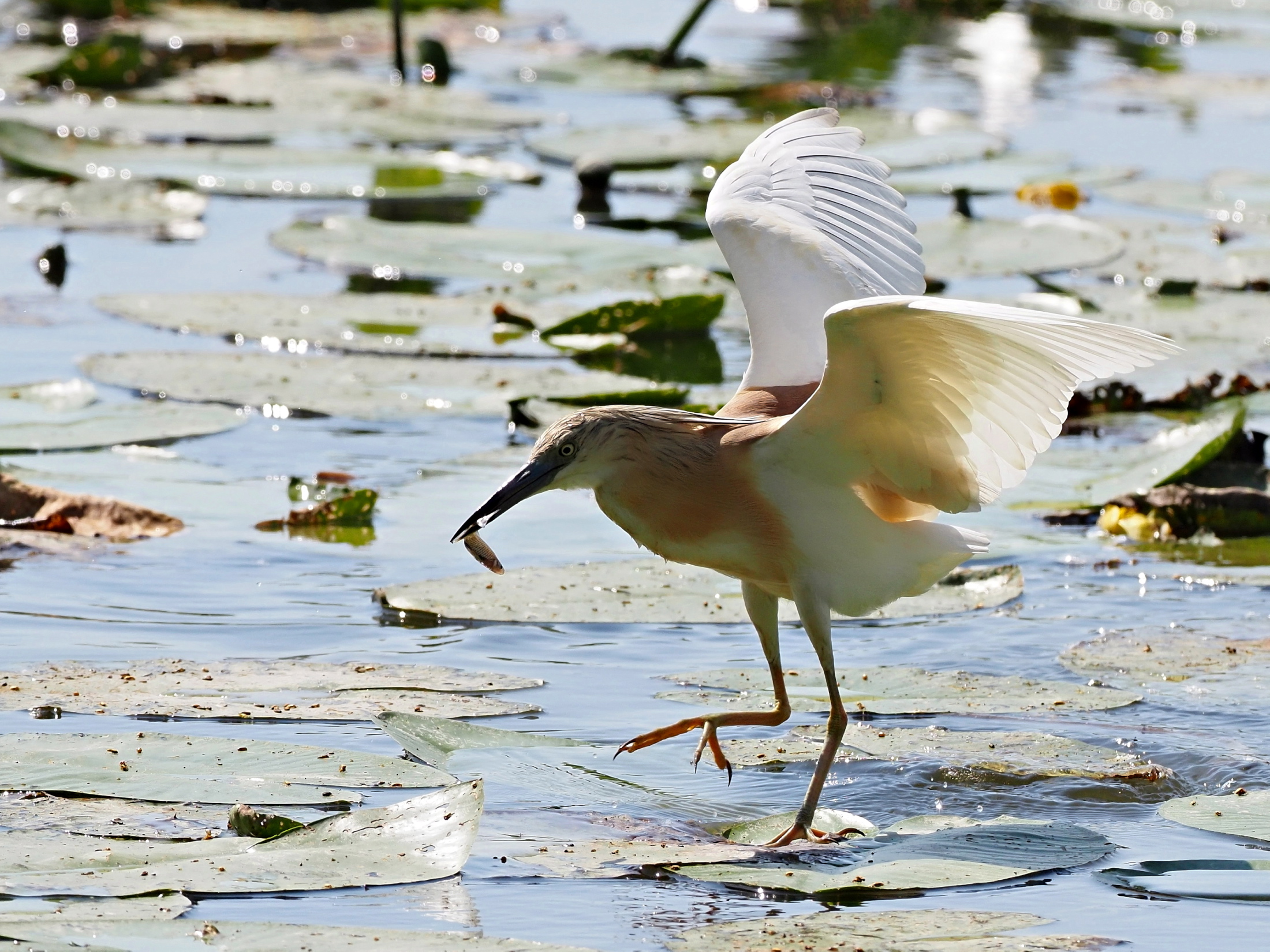 il balletto della sgarza