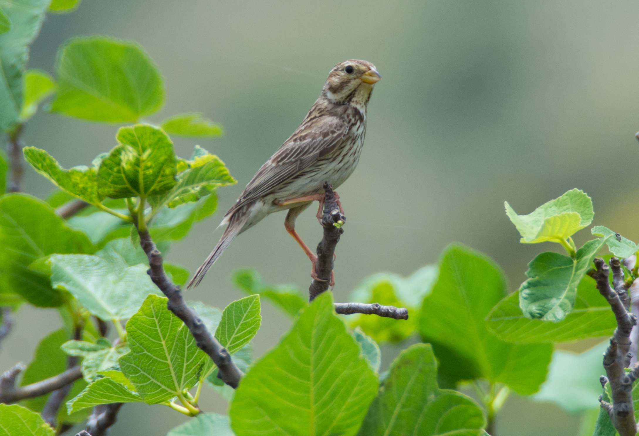 Fig plant allodolasu