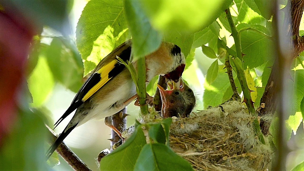 Imbeccata(cardellino)