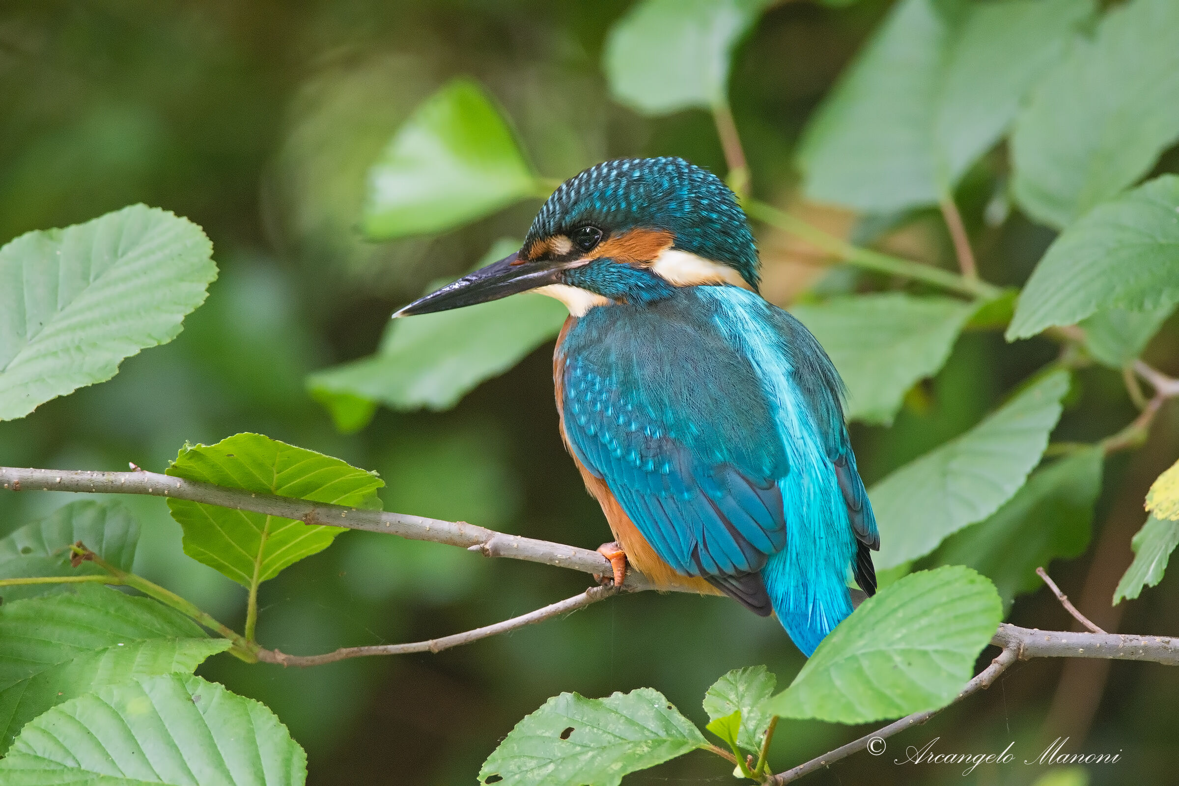 Look away from the top of an alder