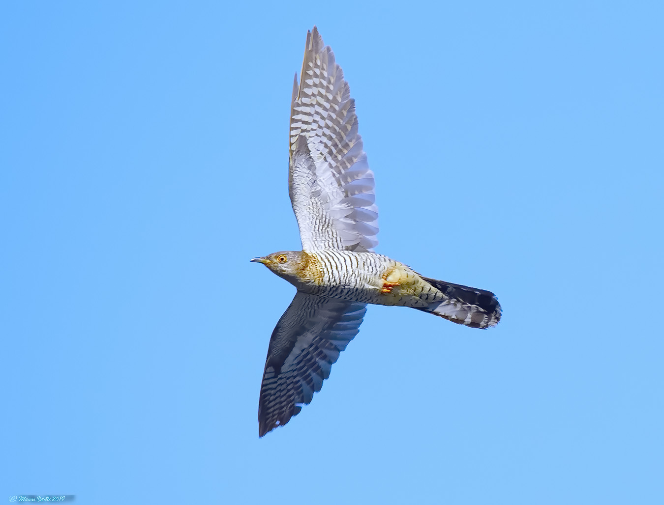 Cuckoo (Cuculus canorus)