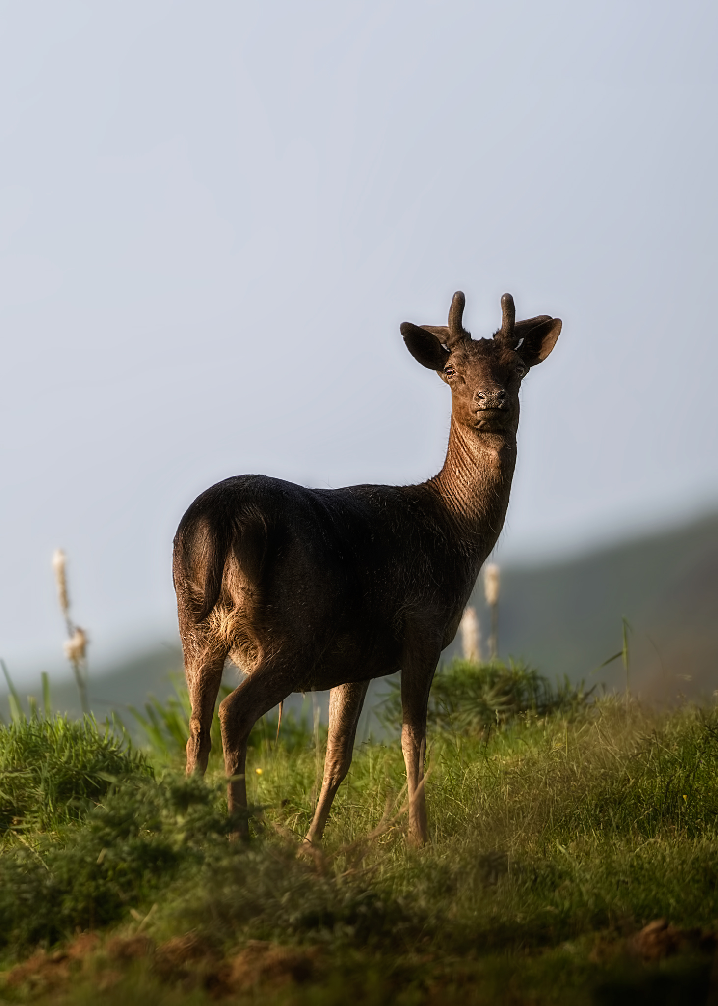 Daino melanico in velluto