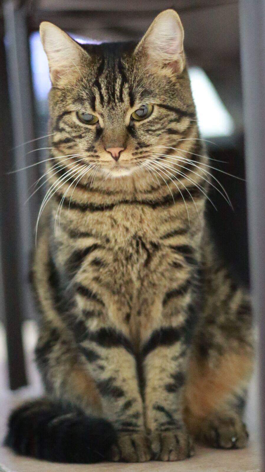 Il mio primo ritrgatto