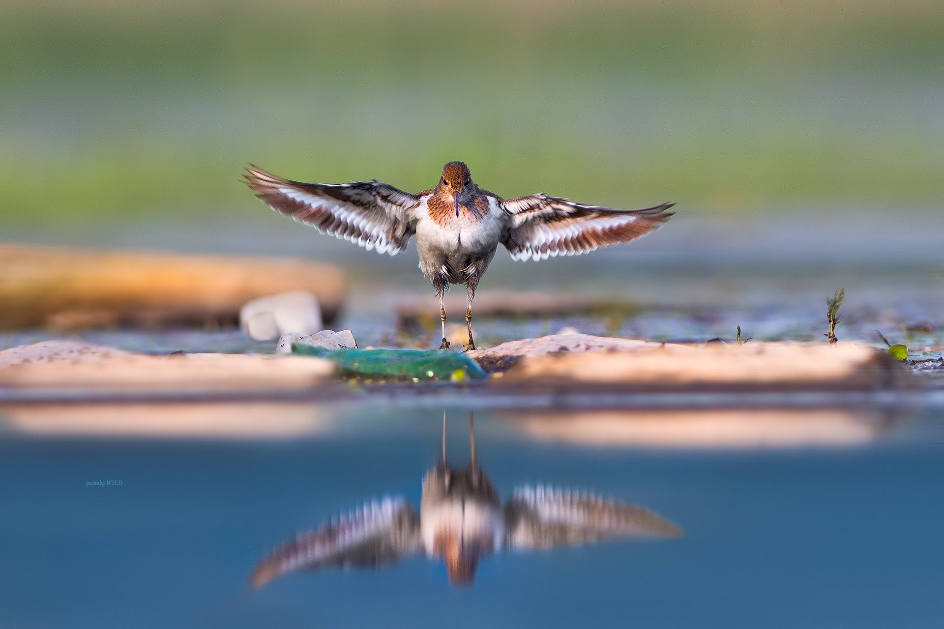 Fauna selvatica urbana II