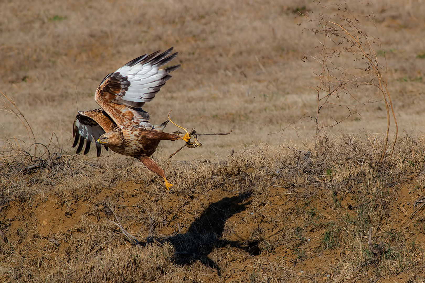 Buzzard dalle gambe lunghe (Buteo rufinus)