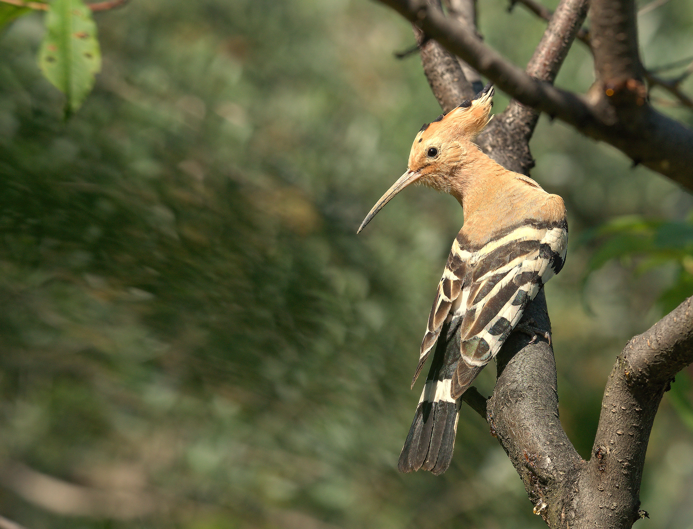 Hoopoe