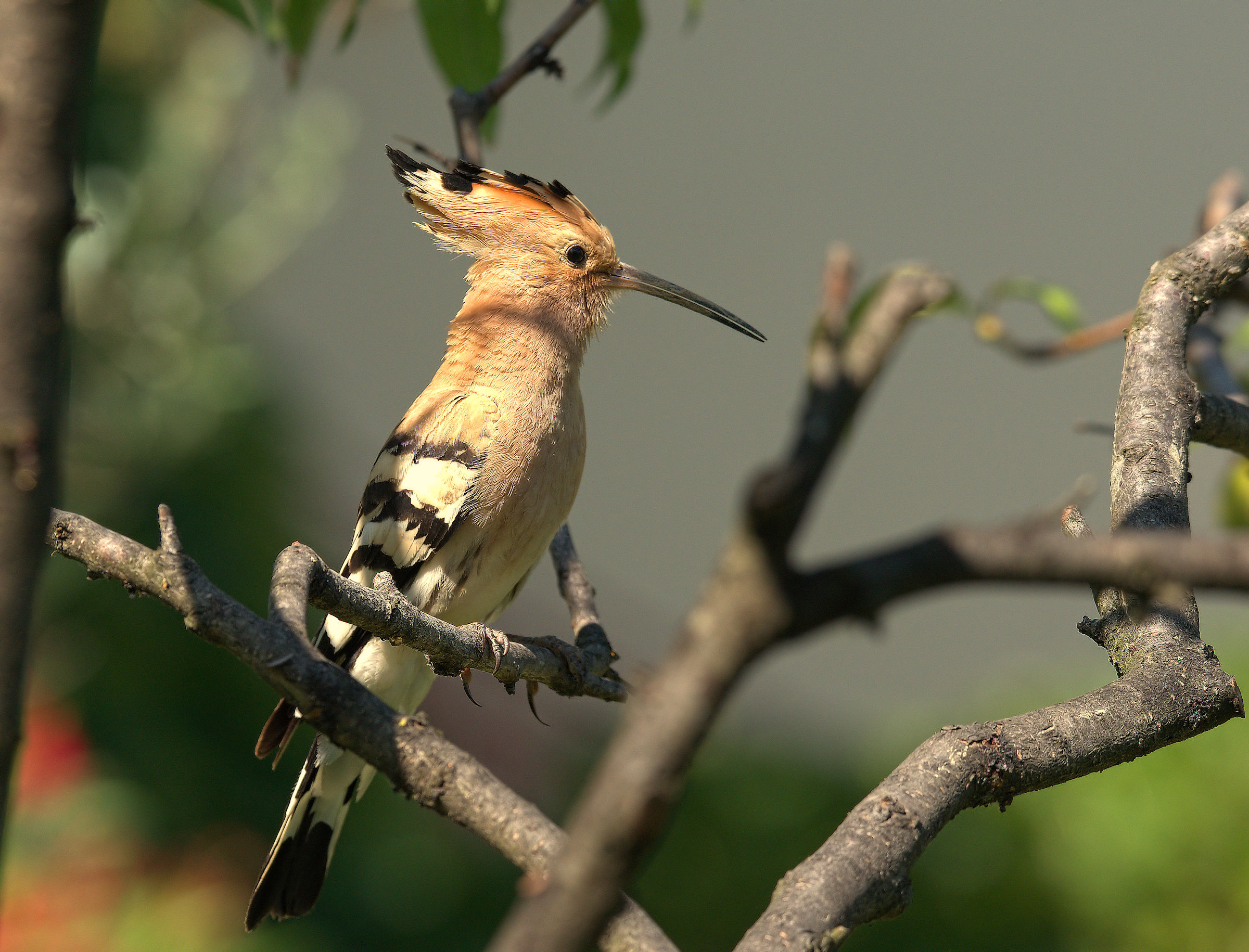 Hoopoe