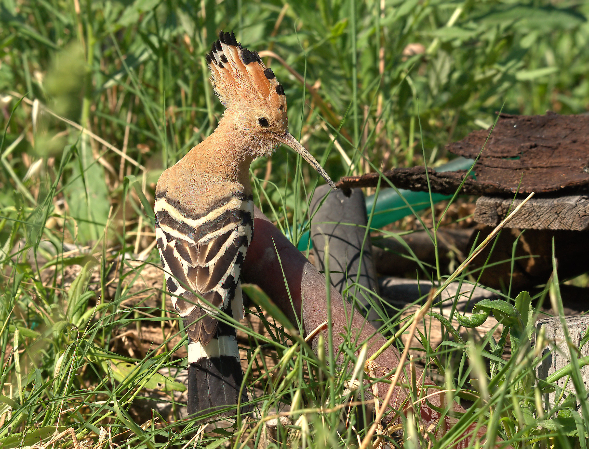 Hoopoe