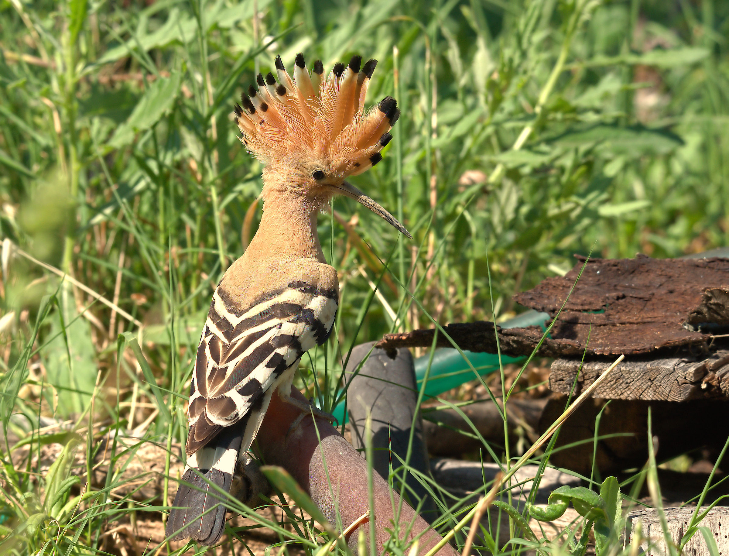 Hoopoe