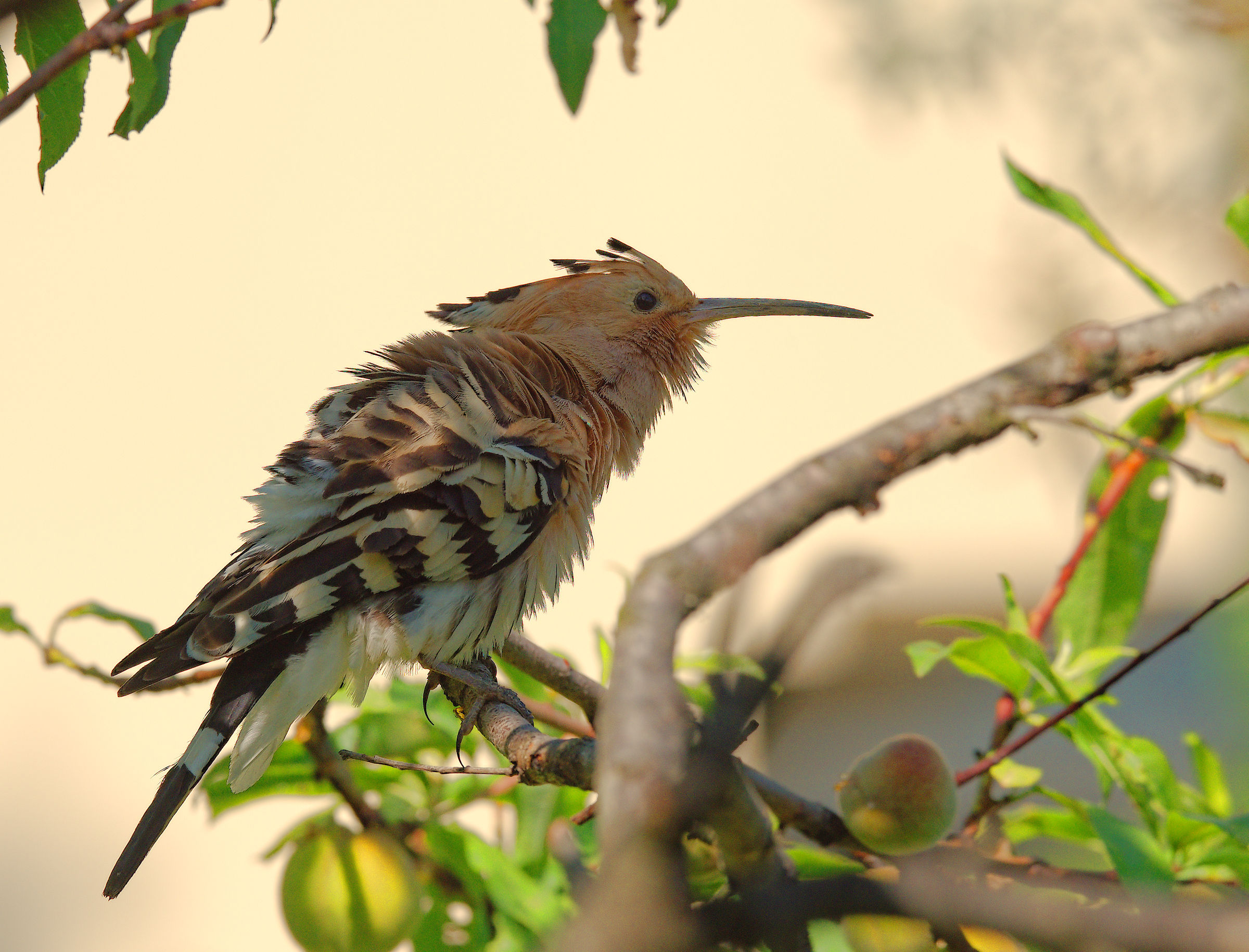 Hoopoe